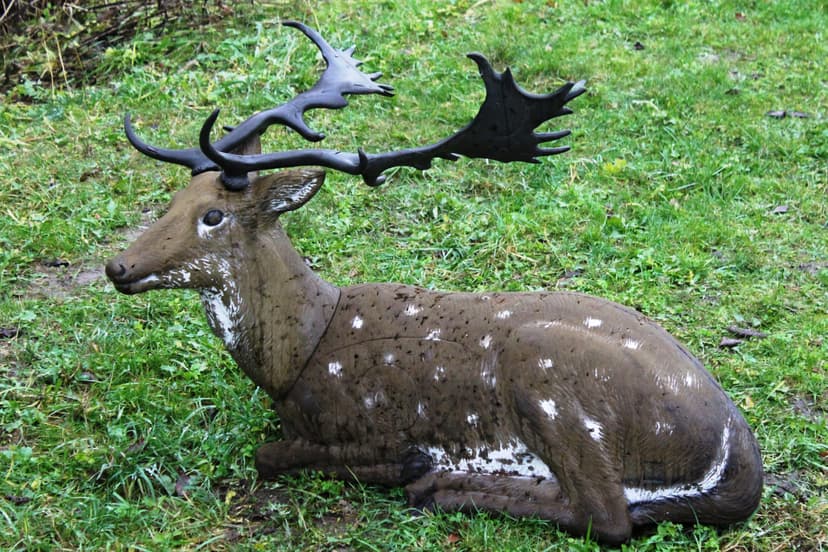 Šaušana ar loku + apmācība