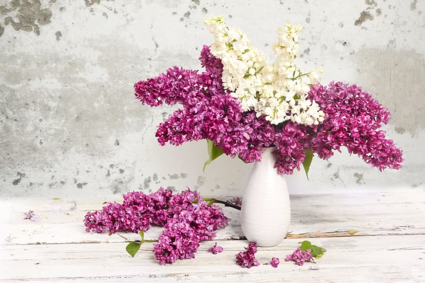 SPA rituāls „Ceriņu jūra”