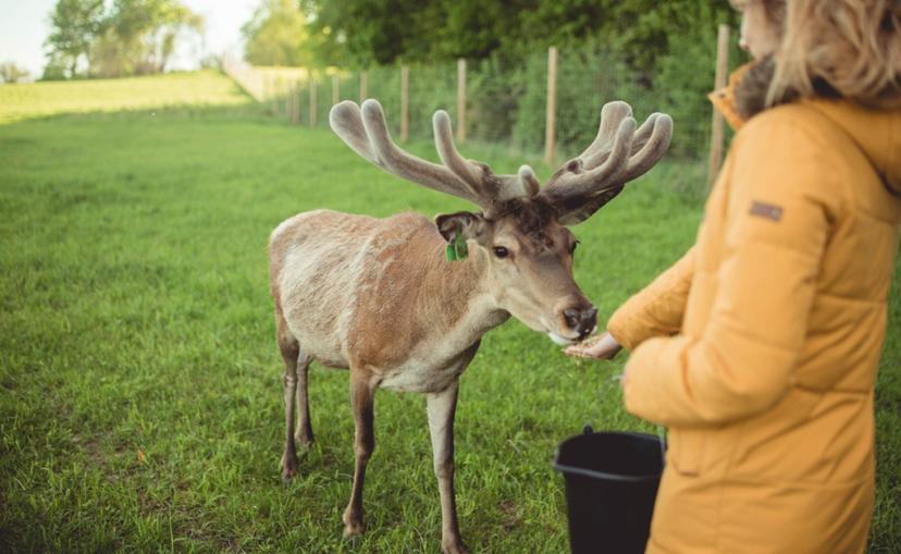 Z/S „Dobelnieki“ Briežu dārza apmeklējums un minigolfs (2 pieaugušie + 1 bērns)