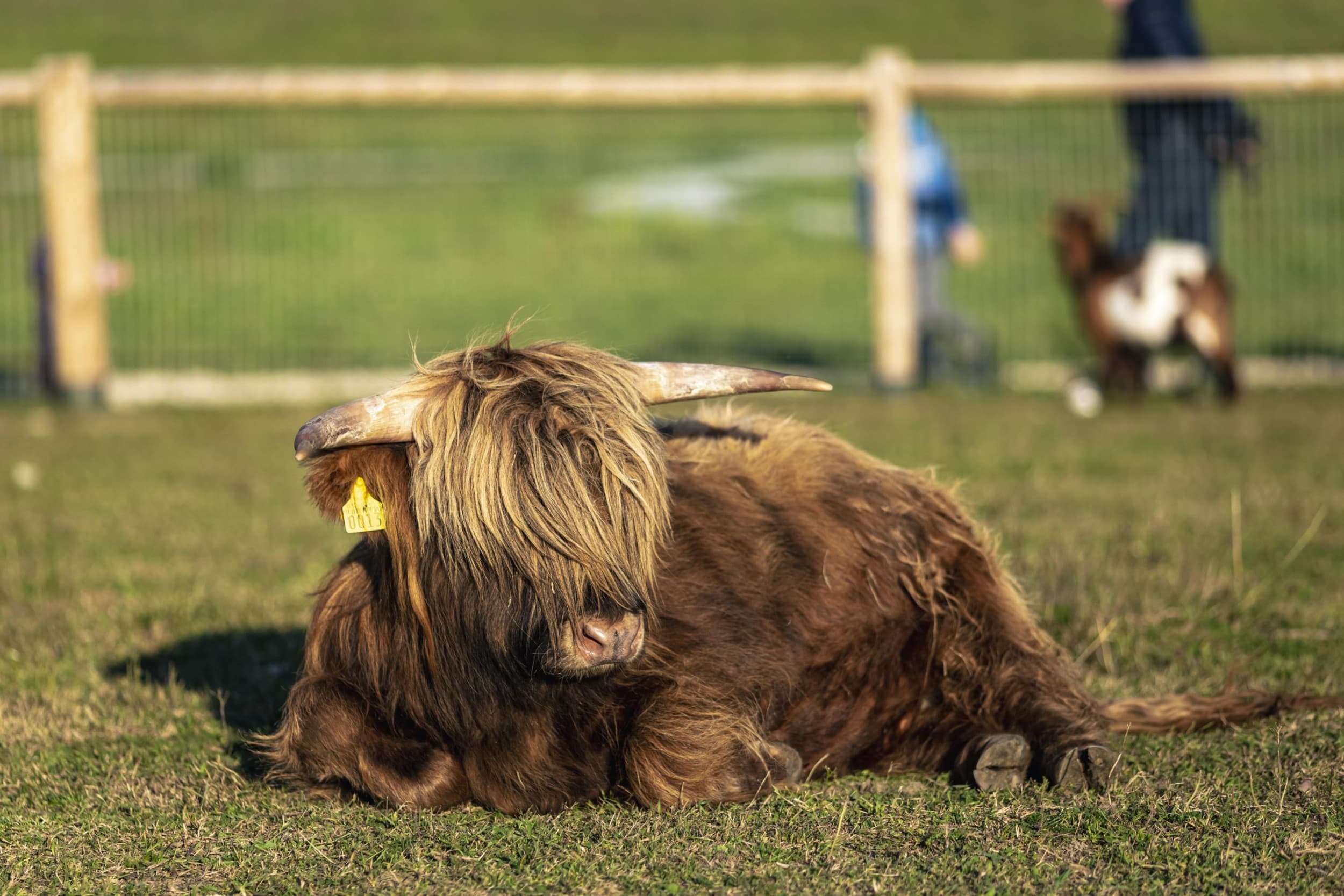 Подарочная карта на посещение Sigulda ZOO для 1–4 человек