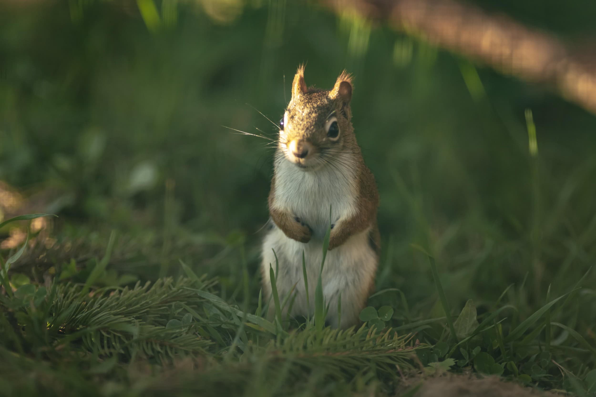 Подарочная карта на посещение Sigulda ZOO для 1–4 человек