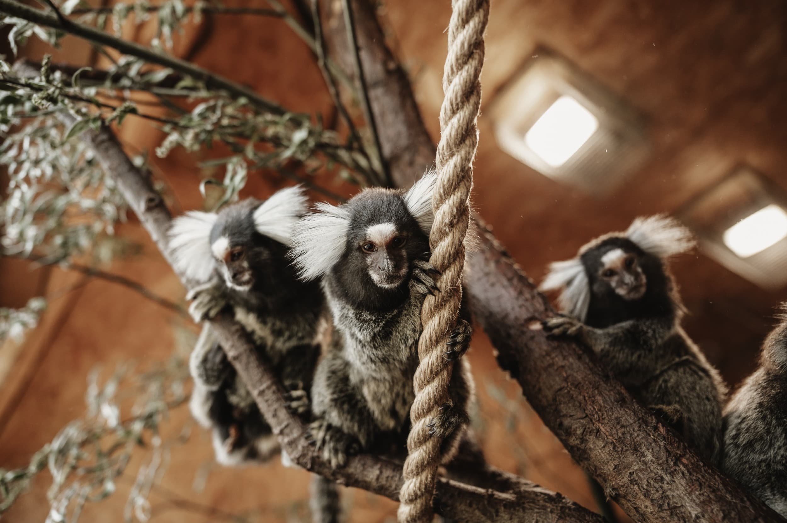 Подарочная карта на посещение Sigulda ZOO для 1–4 человек