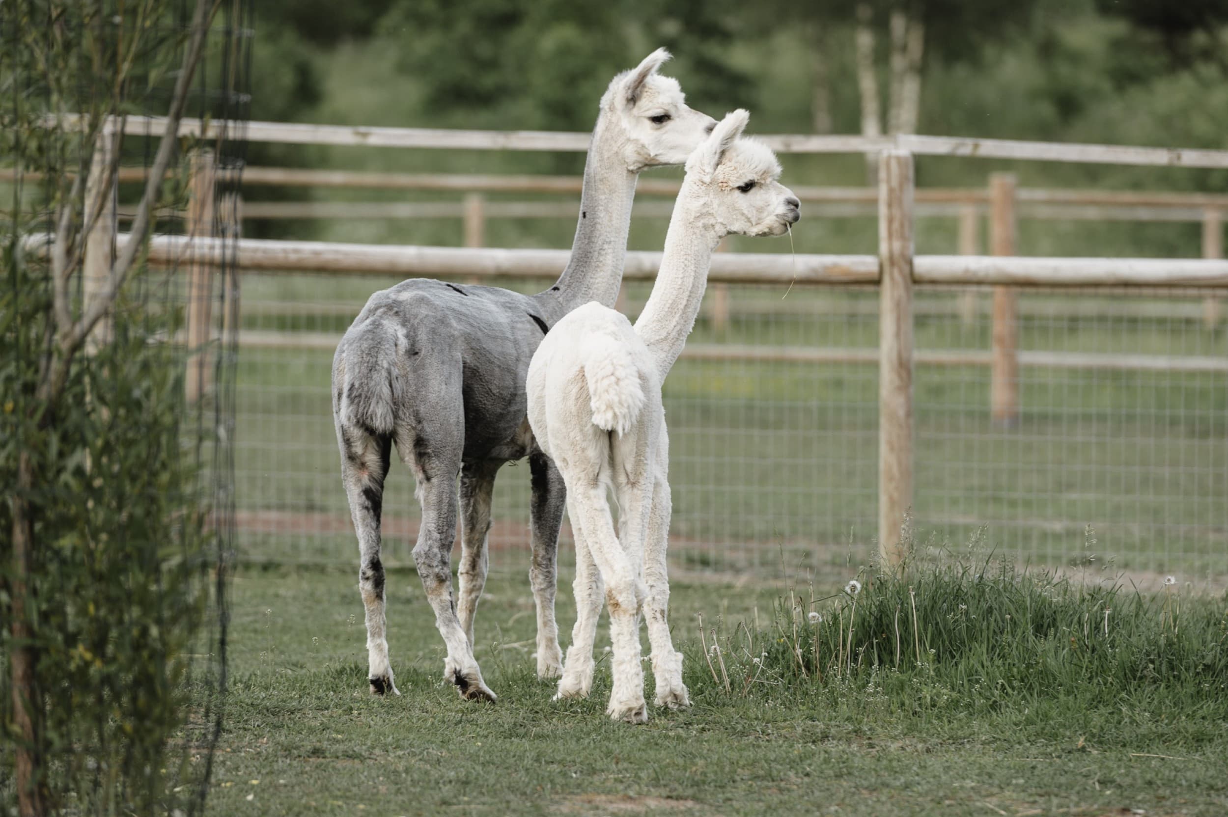 Подарочная карта на посещение Sigulda ZOO для 1–4 человек