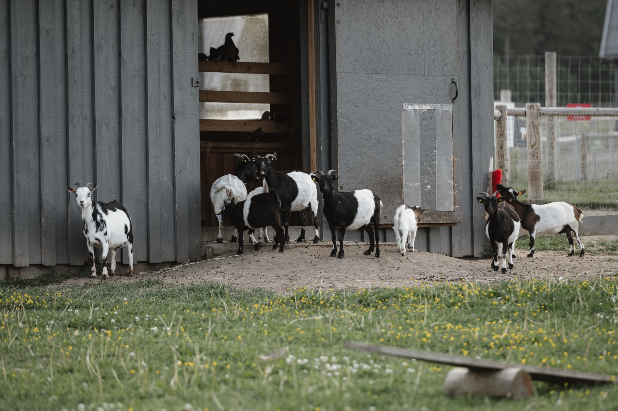 Подарочная карта на посещение Sigulda ZOO для 1–4 человек