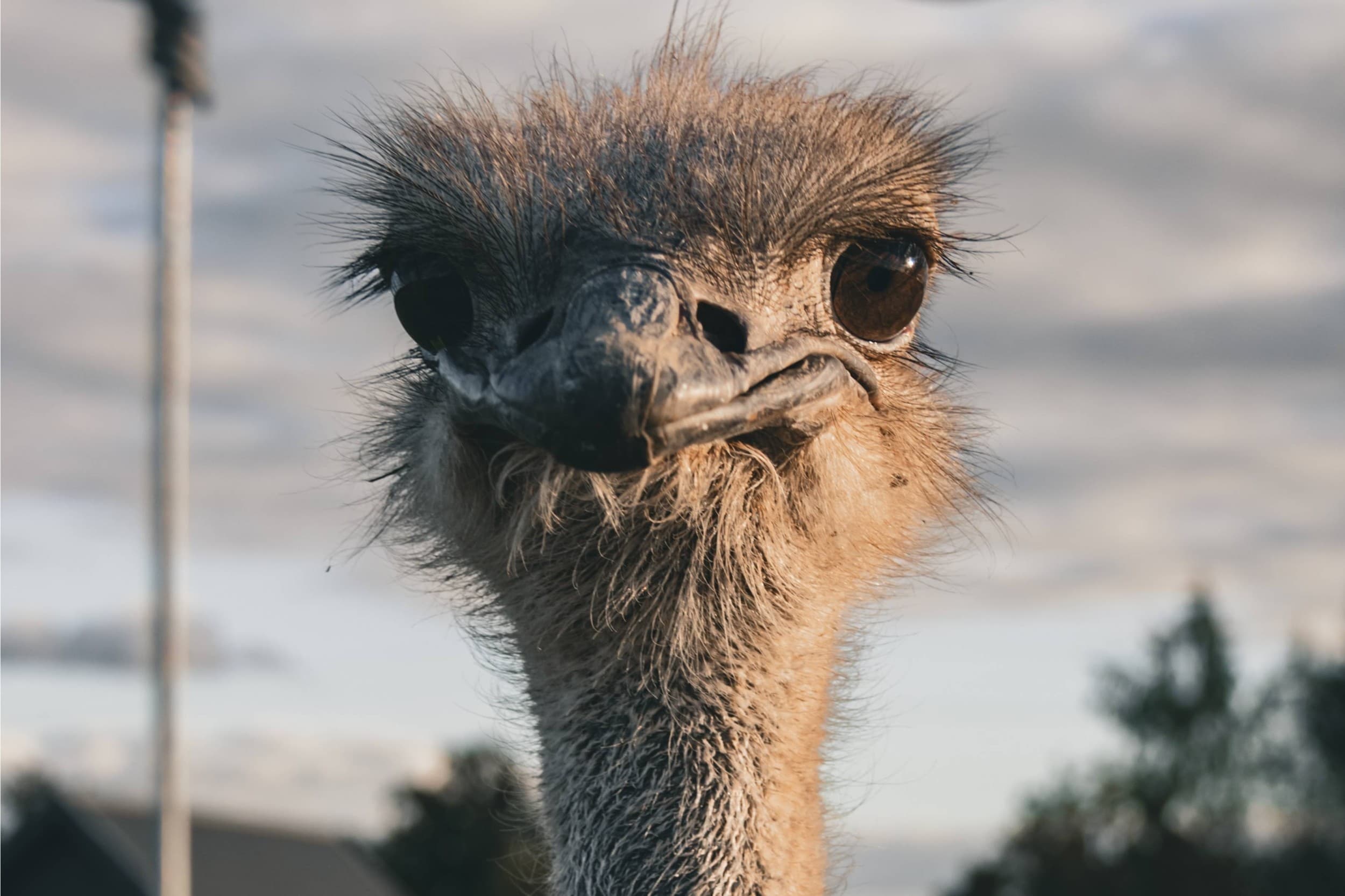 Подарочная карта на посещение Sigulda ZOO для 1–4 человек