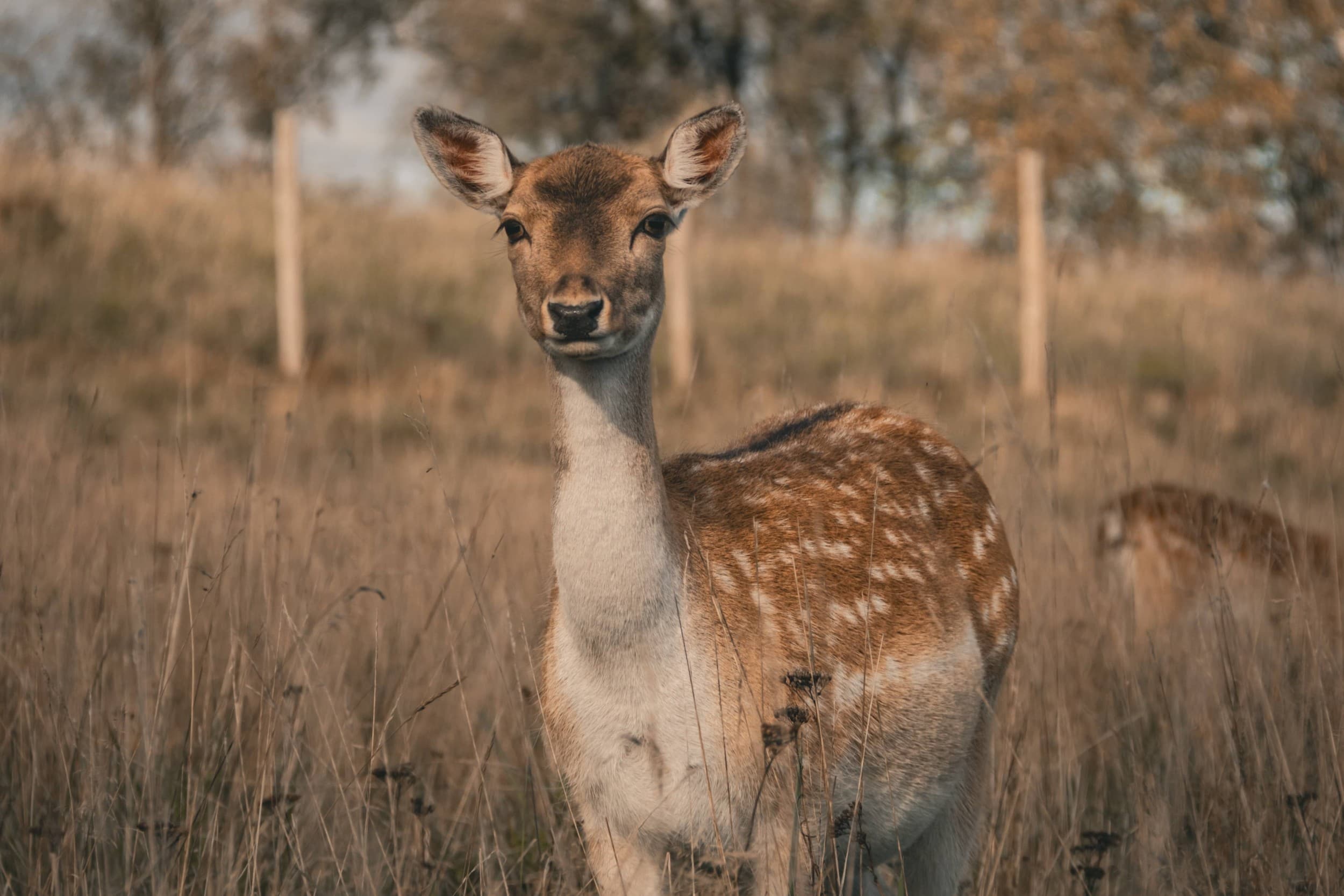 Подарочная карта на посещение Sigulda ZOO для 1–4 человек