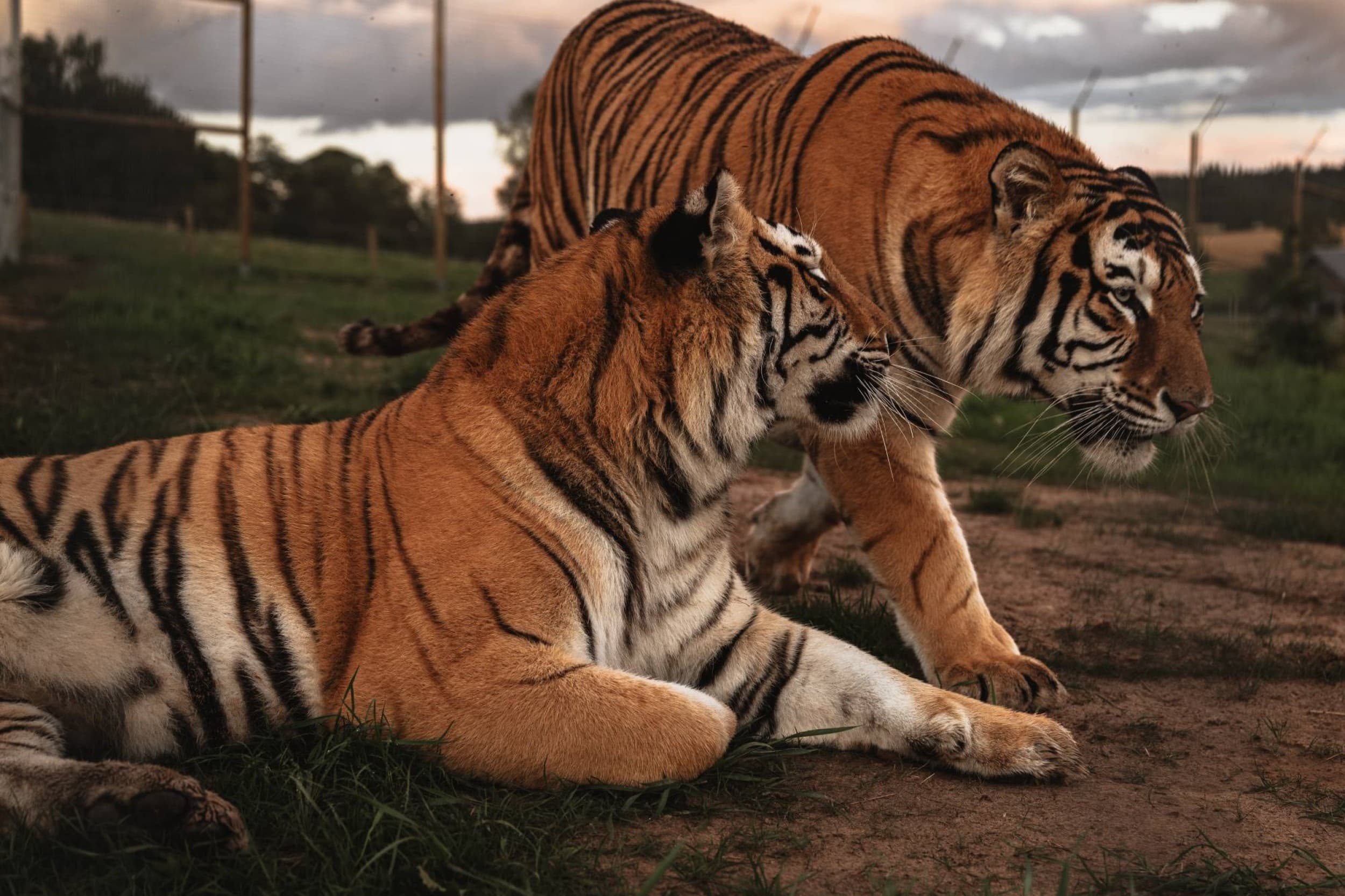 Подарочная карта на посещение Sigulda ZOO для 1–4 человек