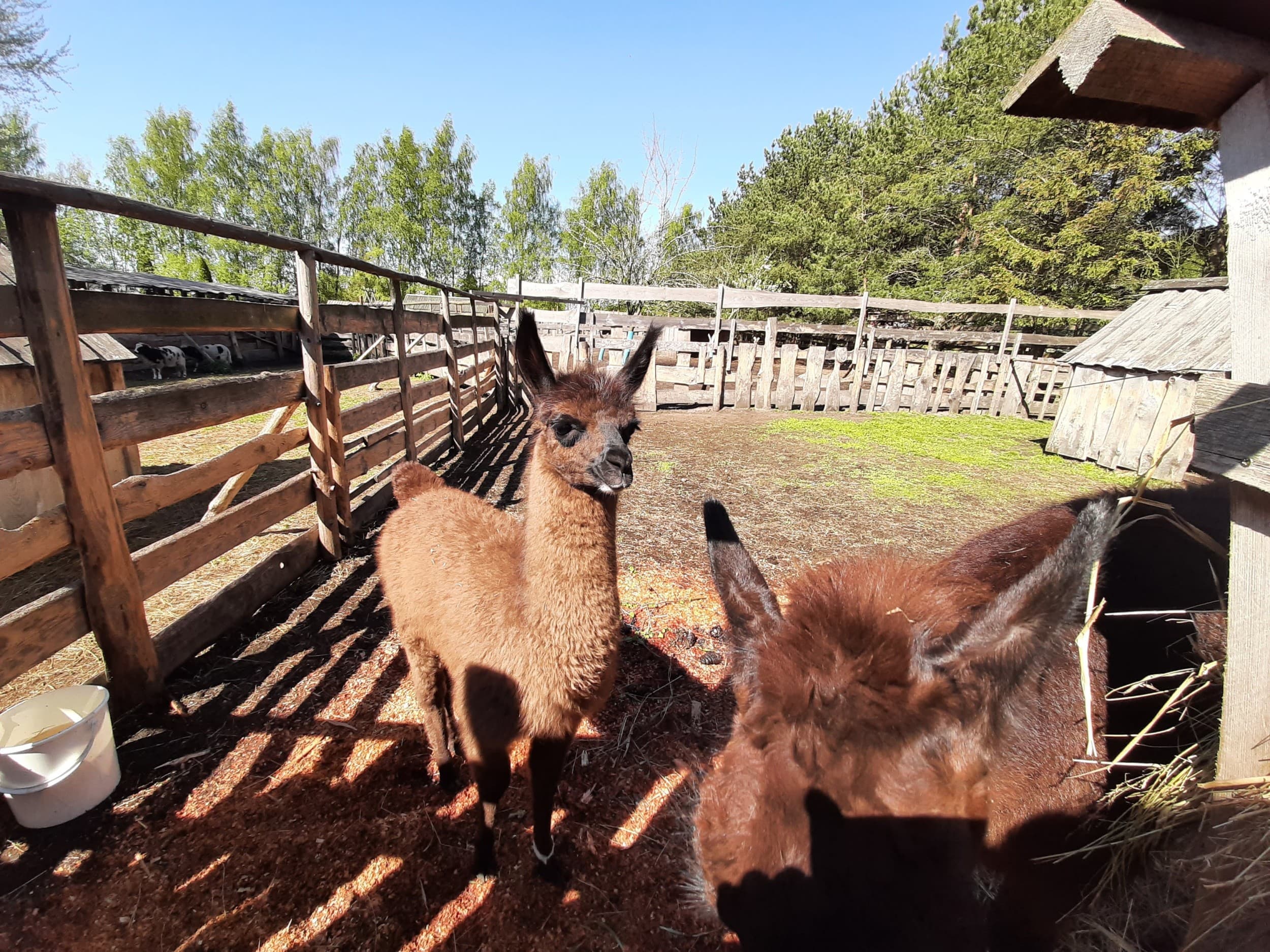 Skaista atpūta pie Ventspils ar Mini Zoo ģimenei (4 pers.)