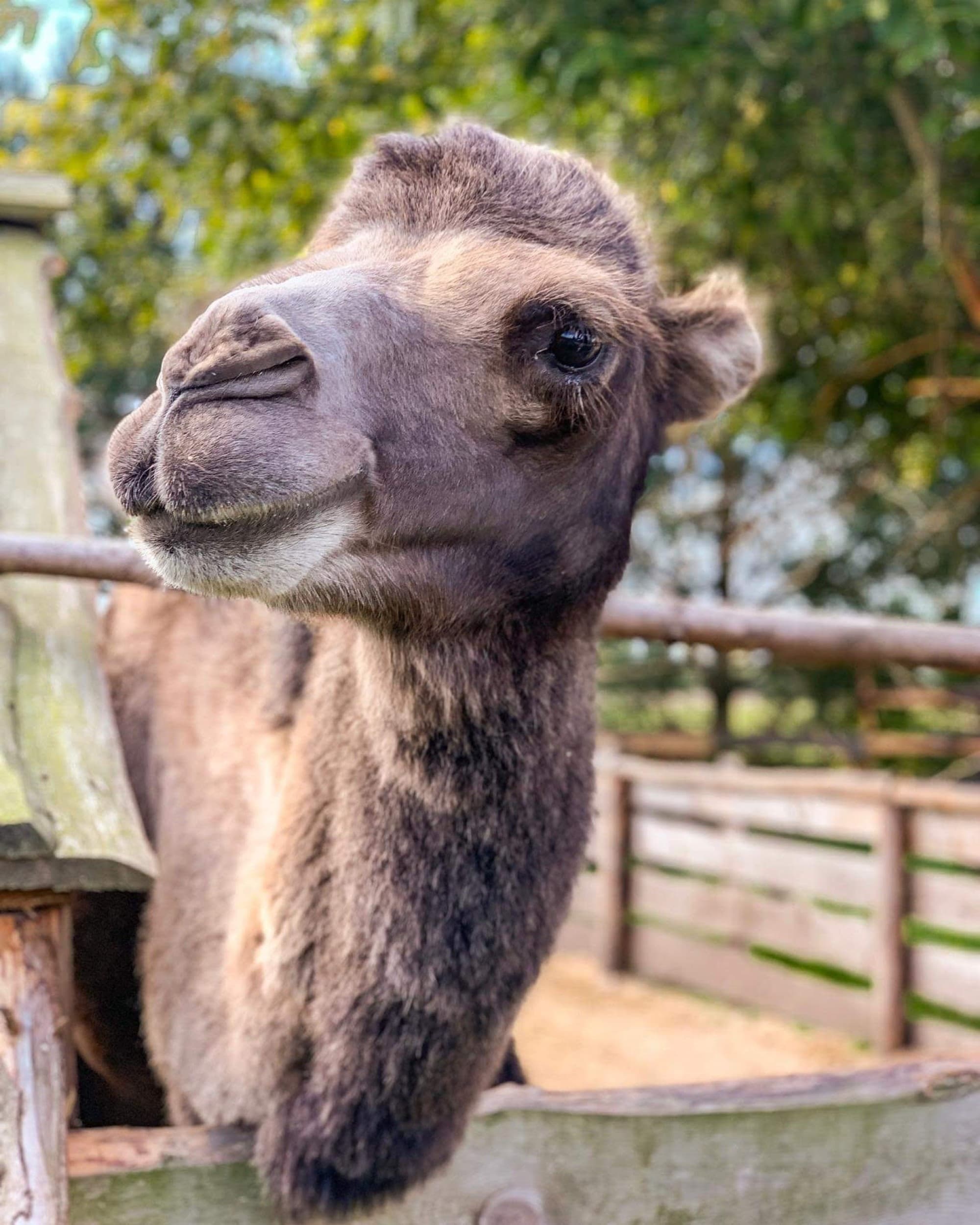 Skaista atpūta pie Ventspils ar Mini Zoo ģimenei (4 pers.)