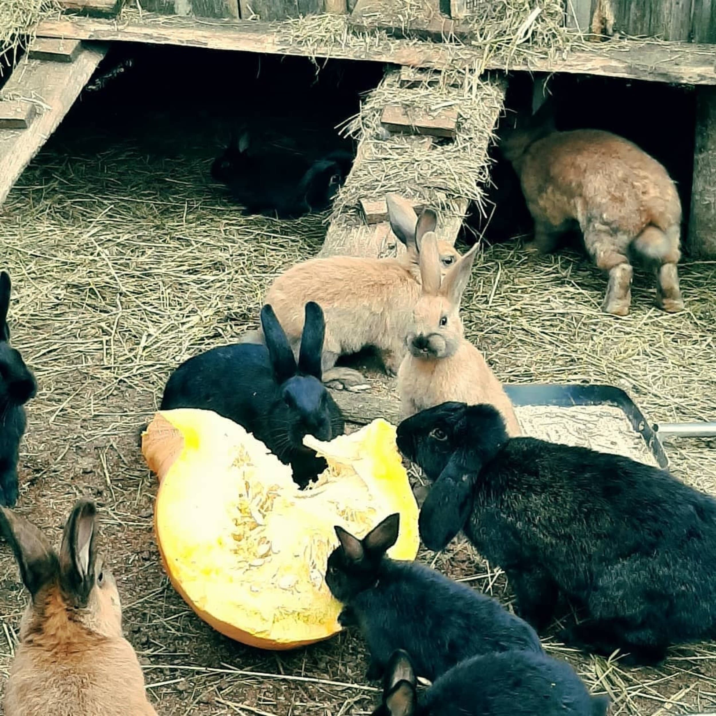 Skaista atpūta pie Ventspils ar Mini Zoo ģimenei (4 pers.)