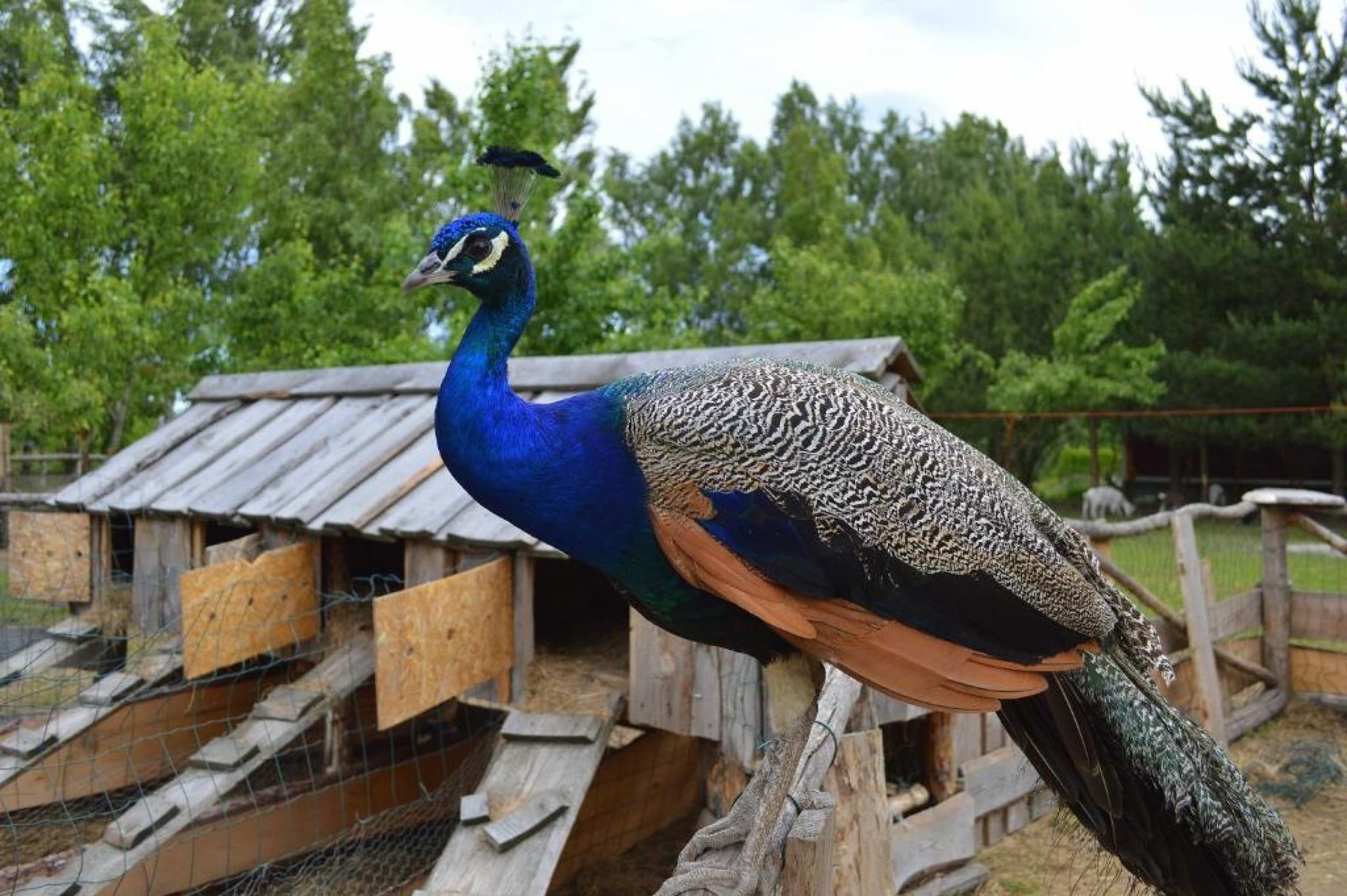 Skaista atpūta pie Ventspils ar Mini Zoo ģimenei (4 pers.)