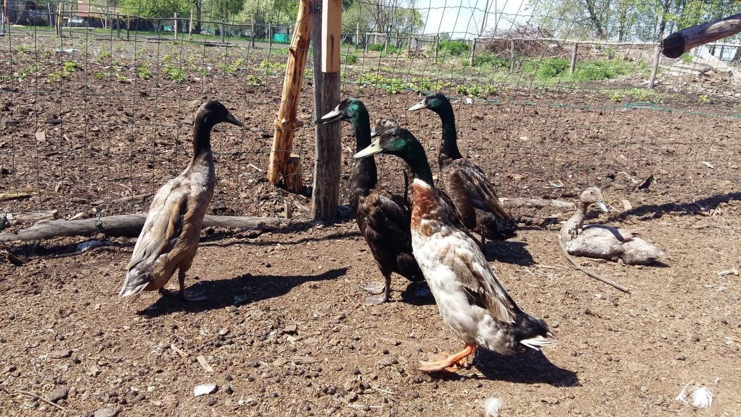 Skaista atpūta pie Ventspils ar Mini Zoo ģimenei (4 pers.)