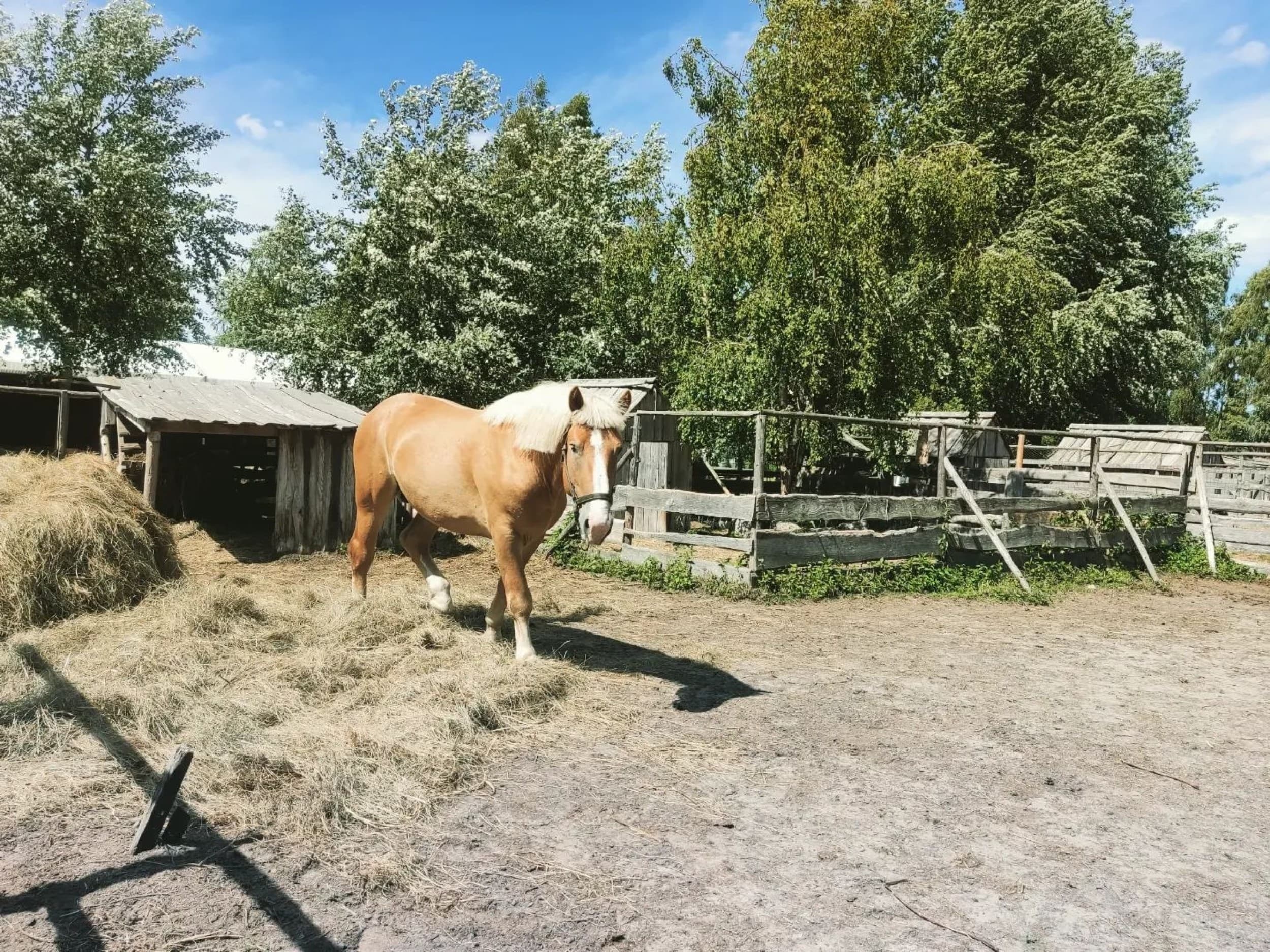 Skaista atpūta pie Ventspils ar Mini Zoo ģimenei (4 pers.)