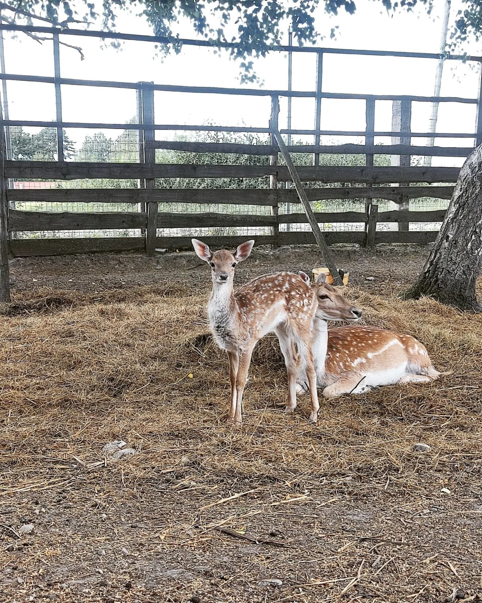 Skaista atpūta pie Ventspils ar Mini Zoo ģimenei (4 pers.)