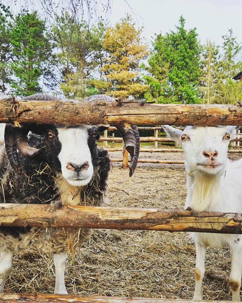 Atpūtas vietas "Buki" un Mini Zoo dāvanu karte