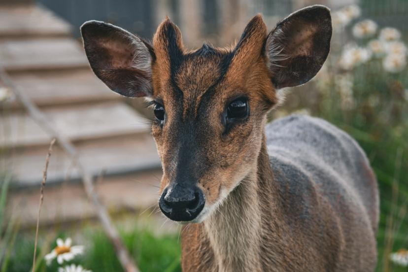 Sigulda ZOO apmeklējums bērnam (3–17 gadi)