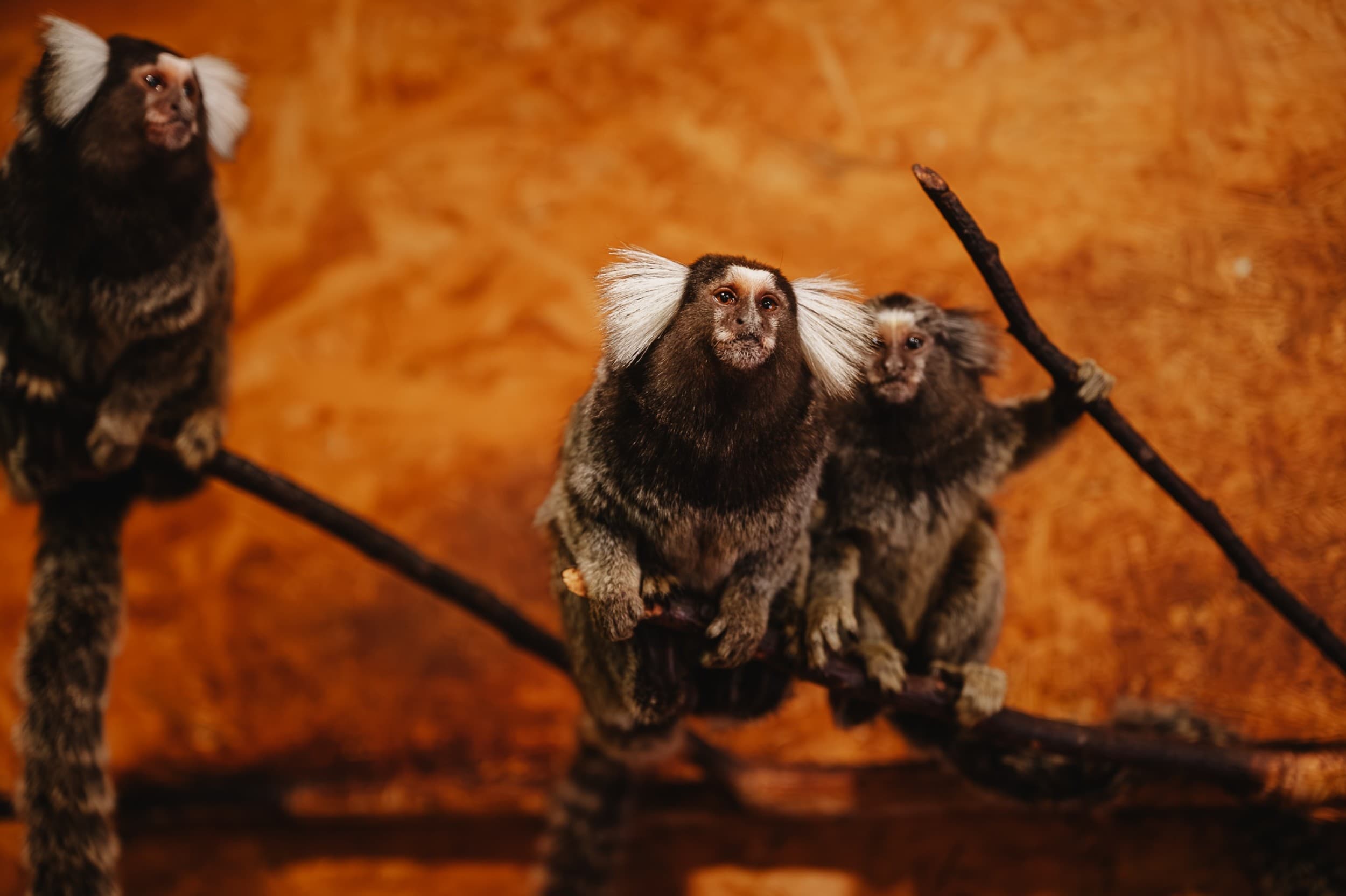 Посещение Sigulda ZOO для ребенка (3–17 лет) | Davanu Serviss