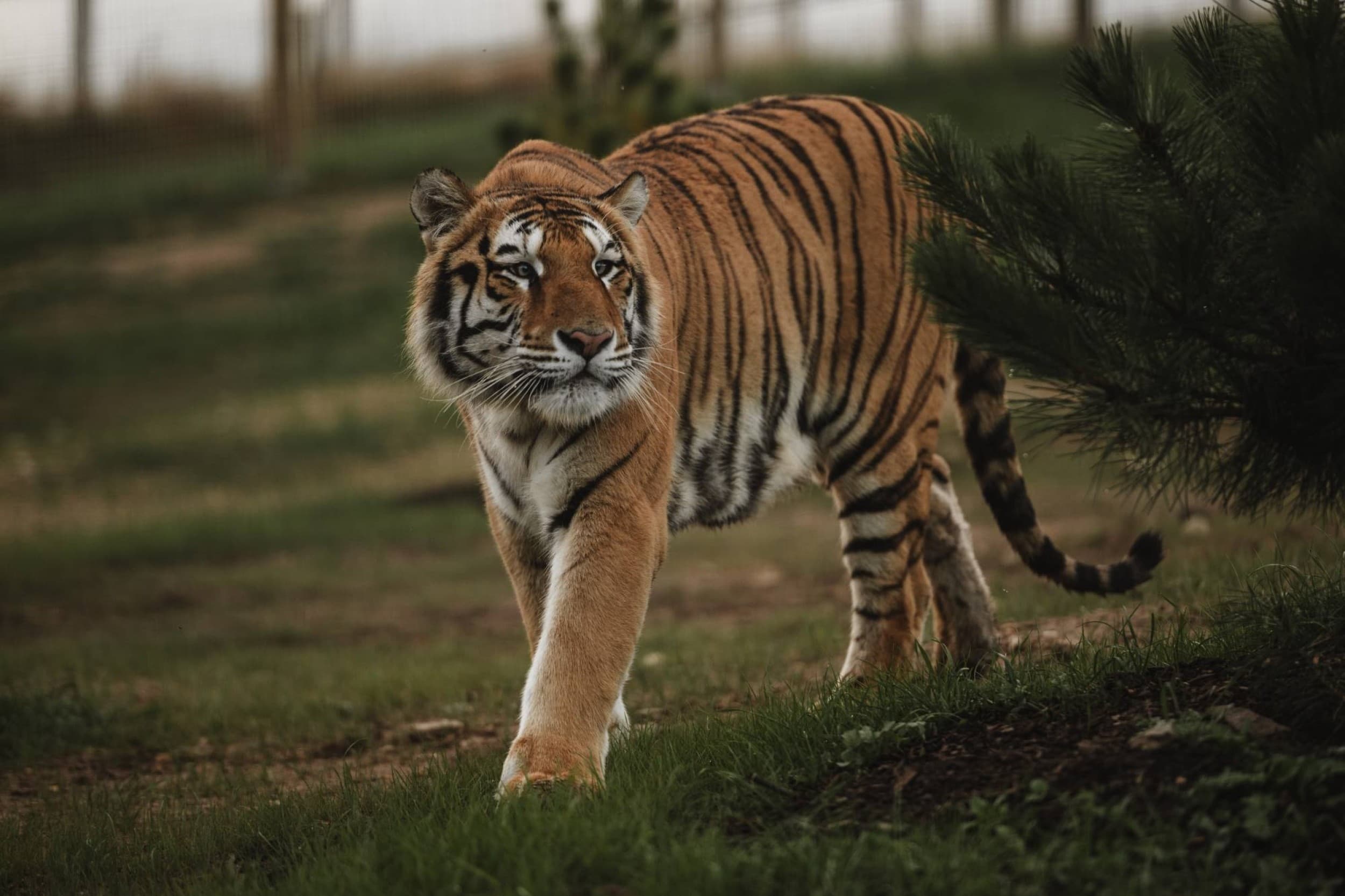 Посещение Sigulda ZOO для ребенка (3–17 лет)