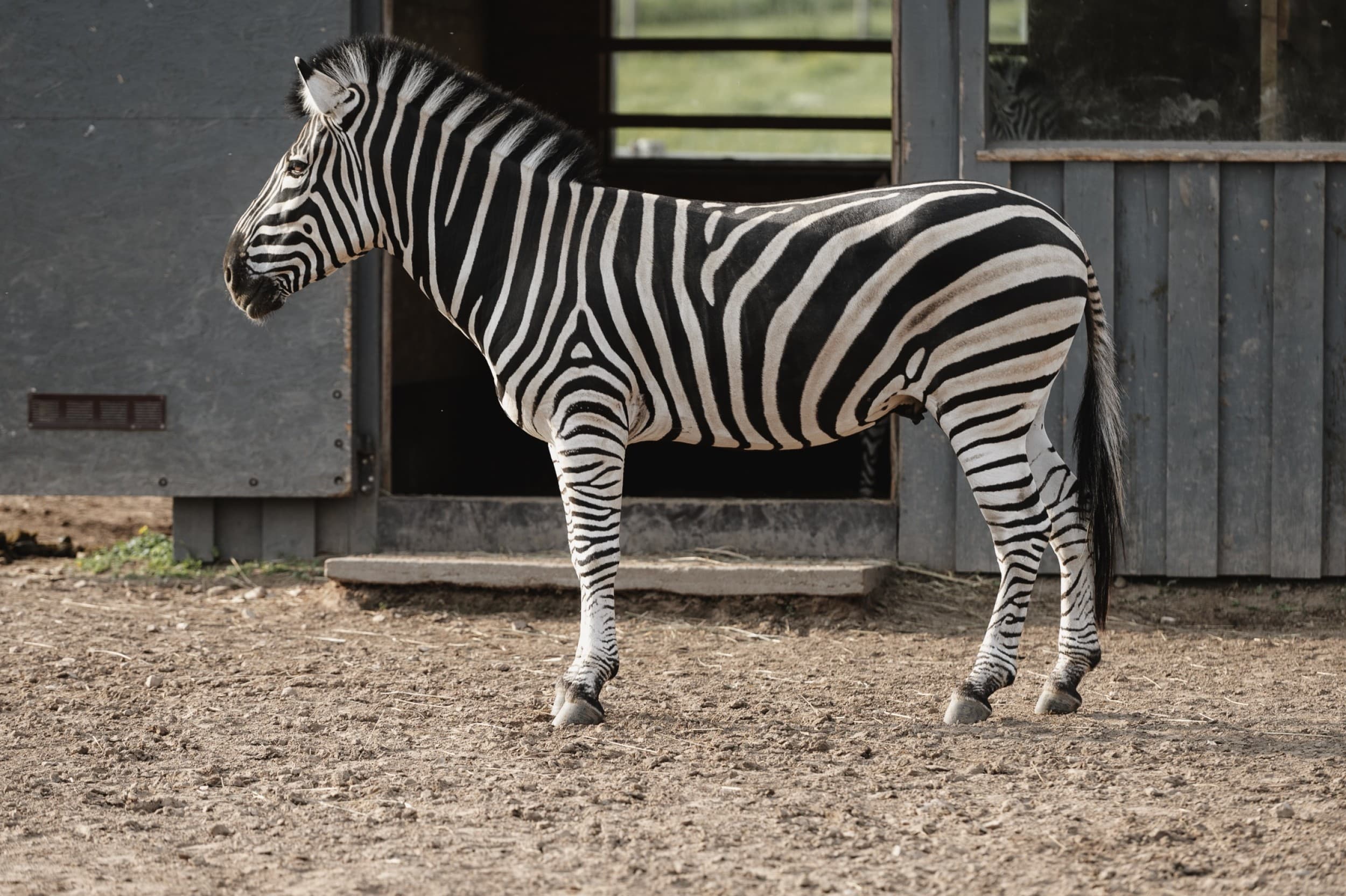 Sigulda ZOO apmeklējums pieaugušajam | Davanu Serviss