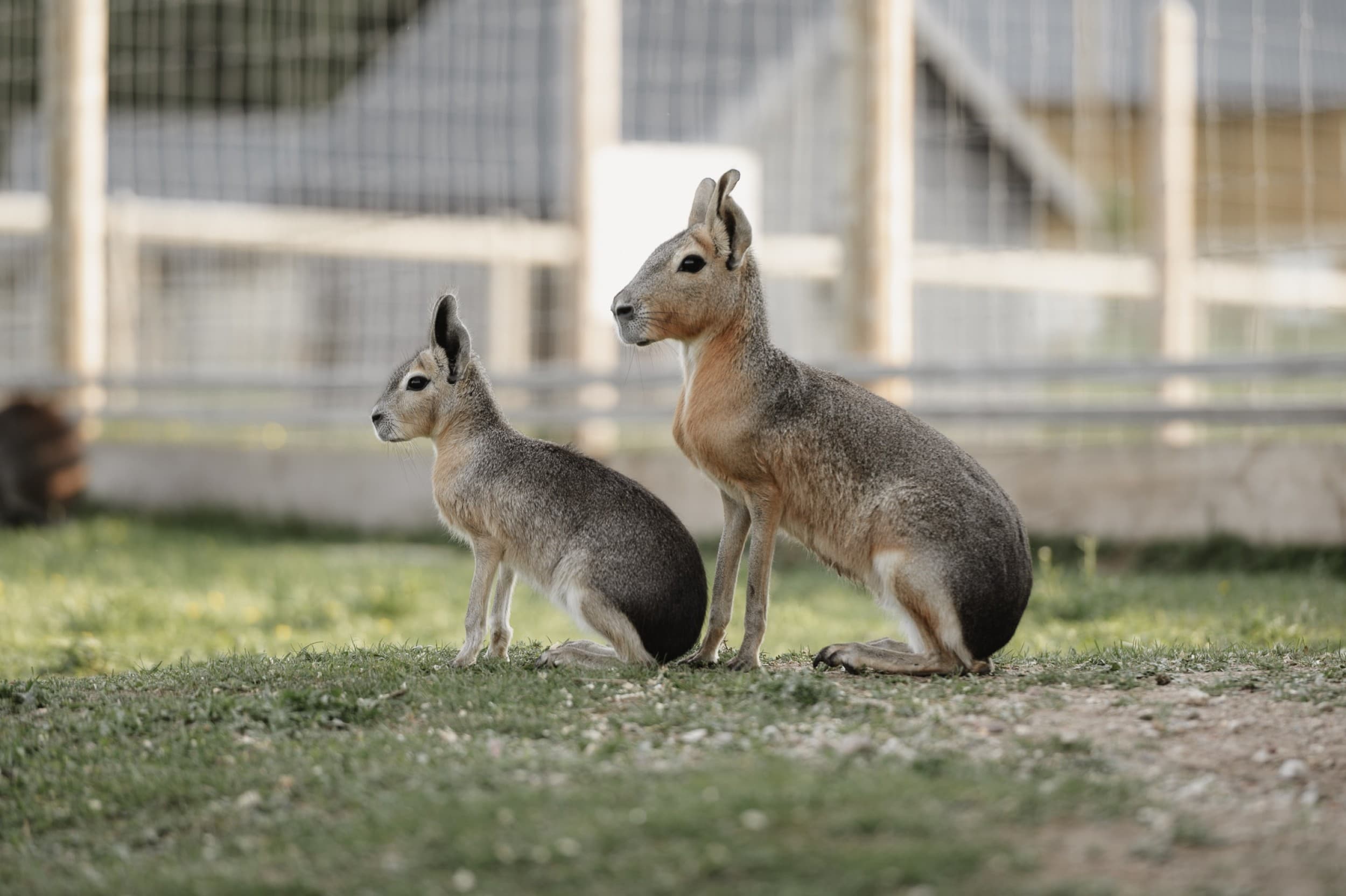 Sigulda ZOO apmeklējums pieaugušajam | Davanu Serviss