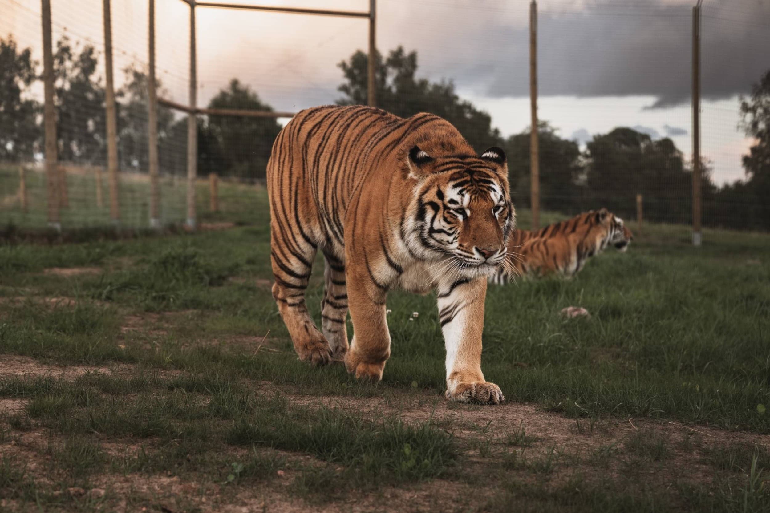 Sigulda ZOO apmeklējums pieaugušajam