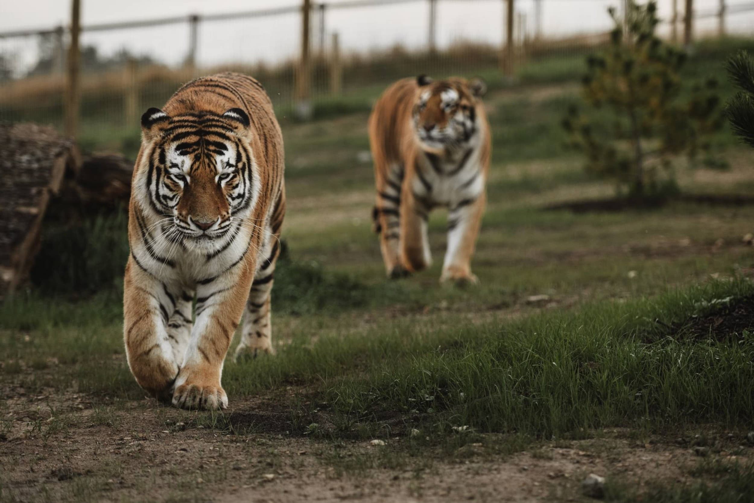 Sigulda ZOO apmeklējums – pieaugušais + bērns