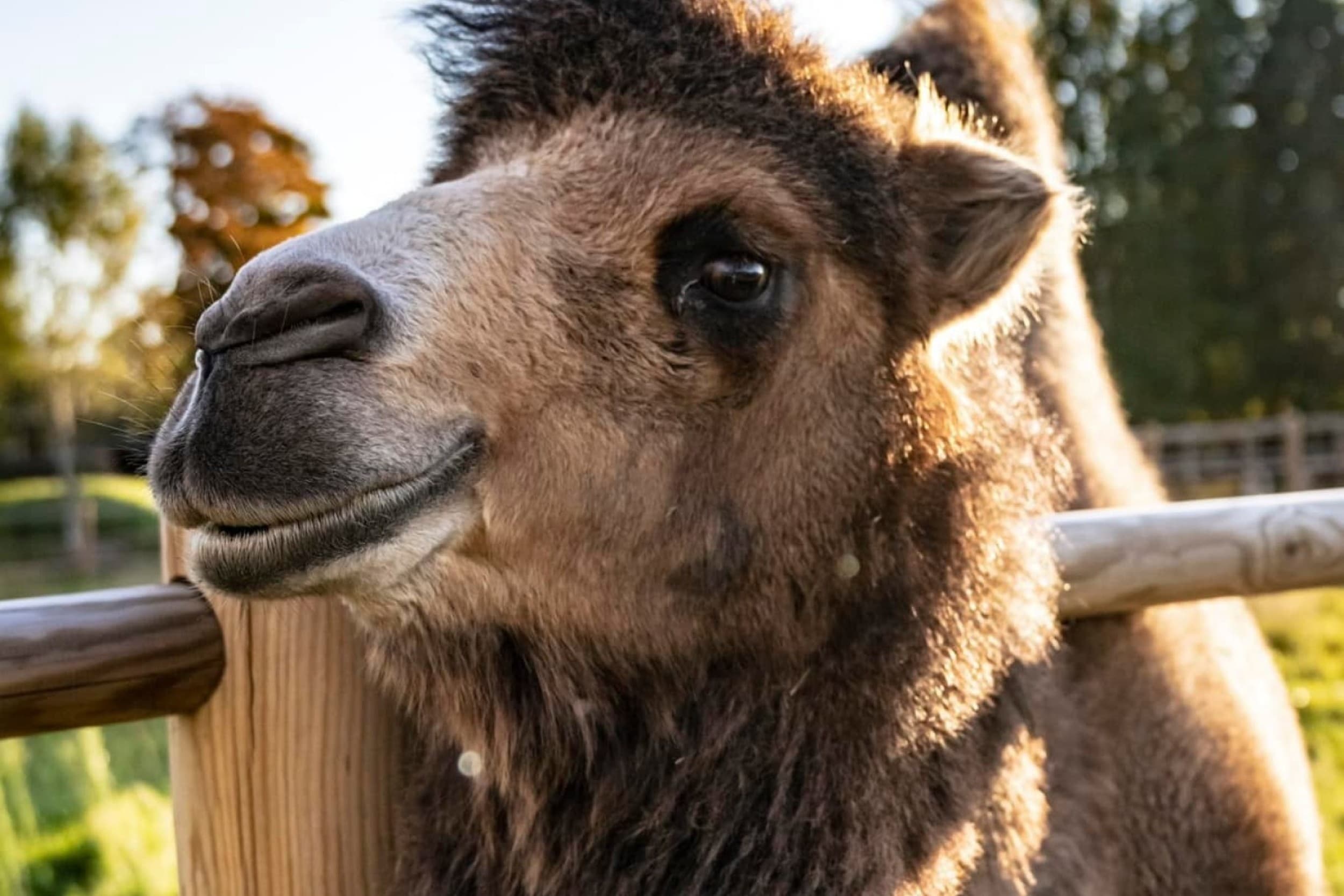 Sigulda ZOO apmeklējums diviem pieaugušajiem | Davanu Serviss