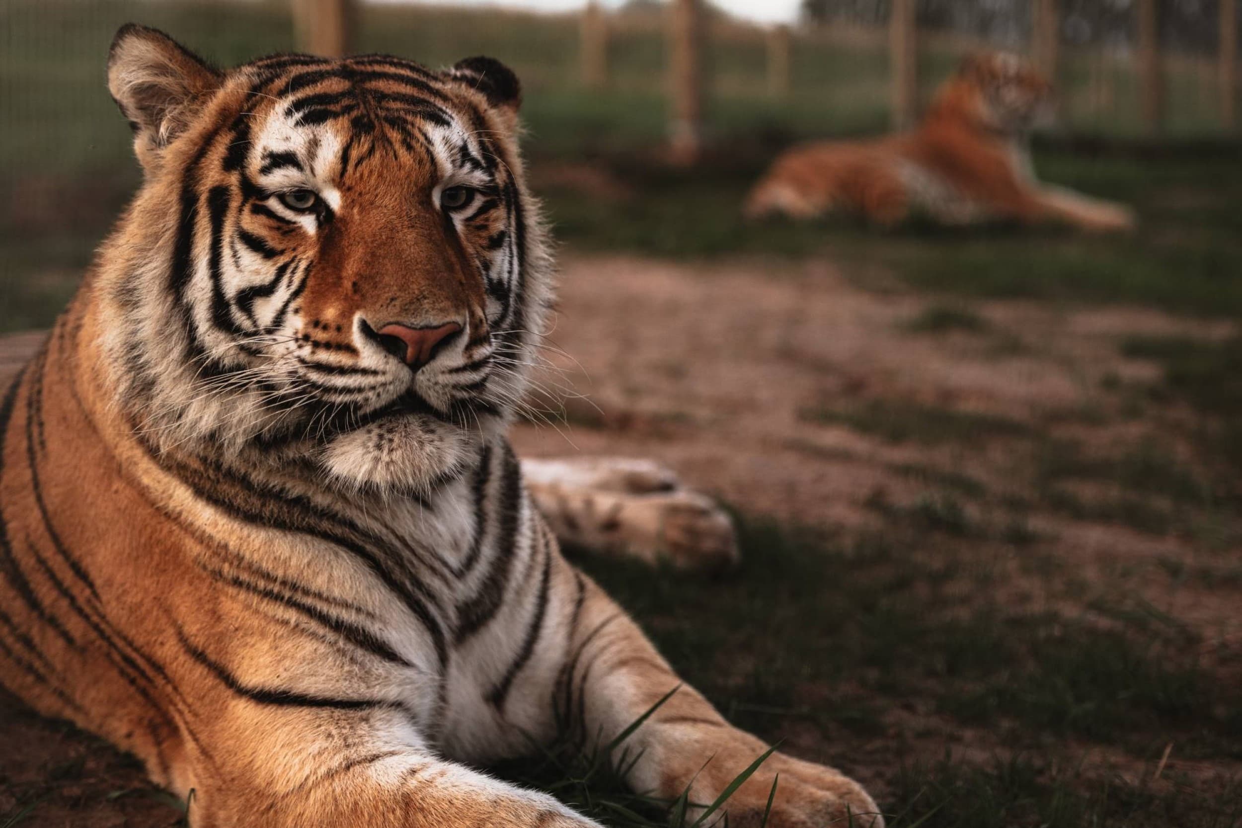 Посещение Sigulda ZOO для двух взрослых
