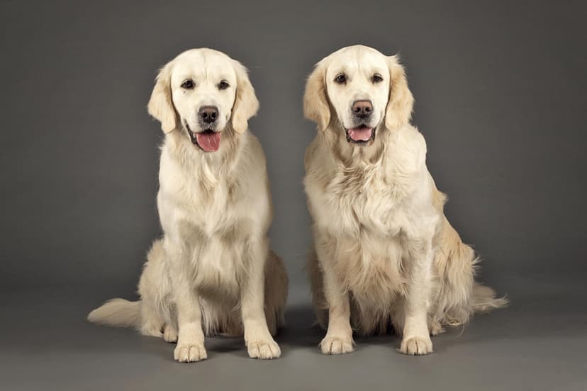 Jautra ballīte ar diviem zelta retrīveriem