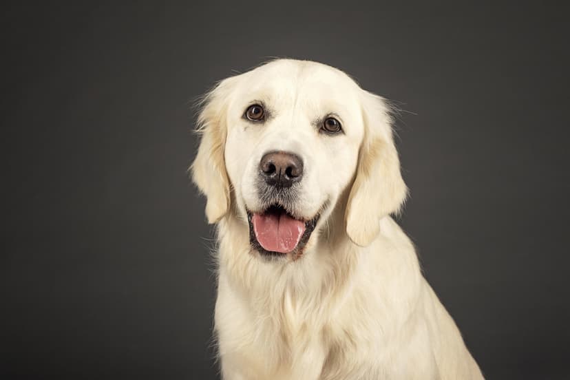 Aizraujoša ballīte ar zelta retrīveru