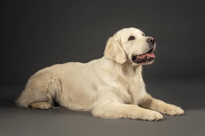 Fotosesija ar zelta retrīveriem