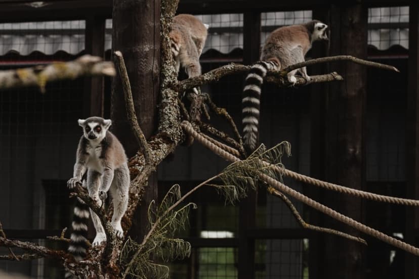 Sigulda ZOO un tikšanās ar lemuriem pieaugušajam