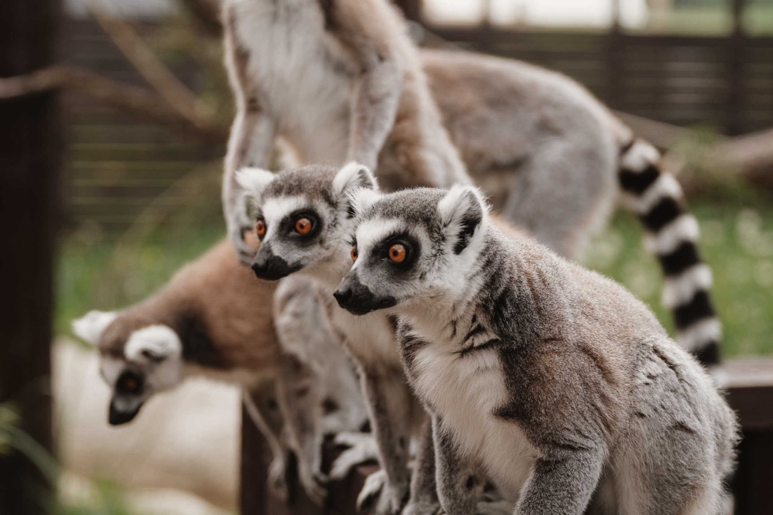 Sigulda ZOO и встреча с лемурами для ребенка (3–17 лет)