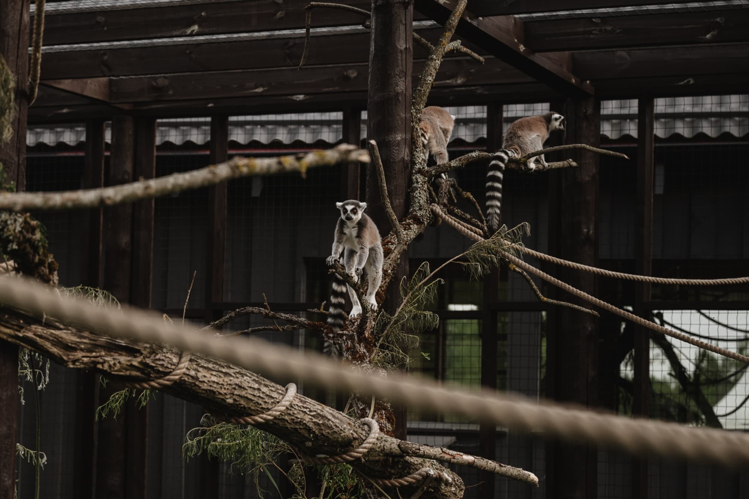 Sigulda ZOO и встреча с лемурами для ребенка (3–17 лет)