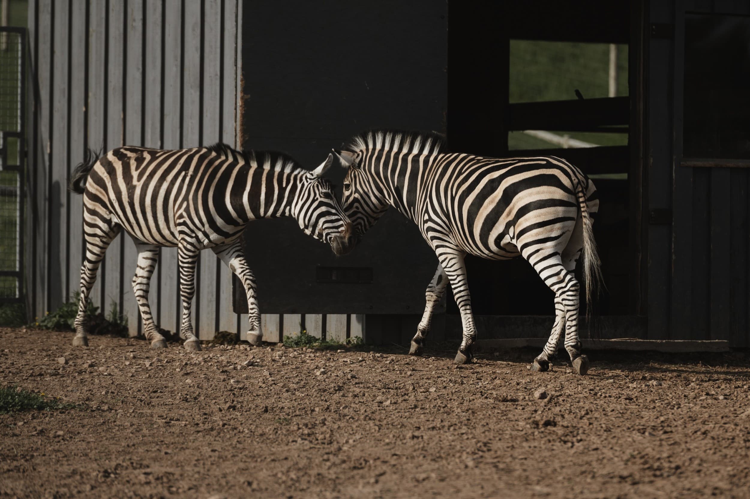 Sigulda ZOO и встреча с лемурами для ребенка (3–17 лет)