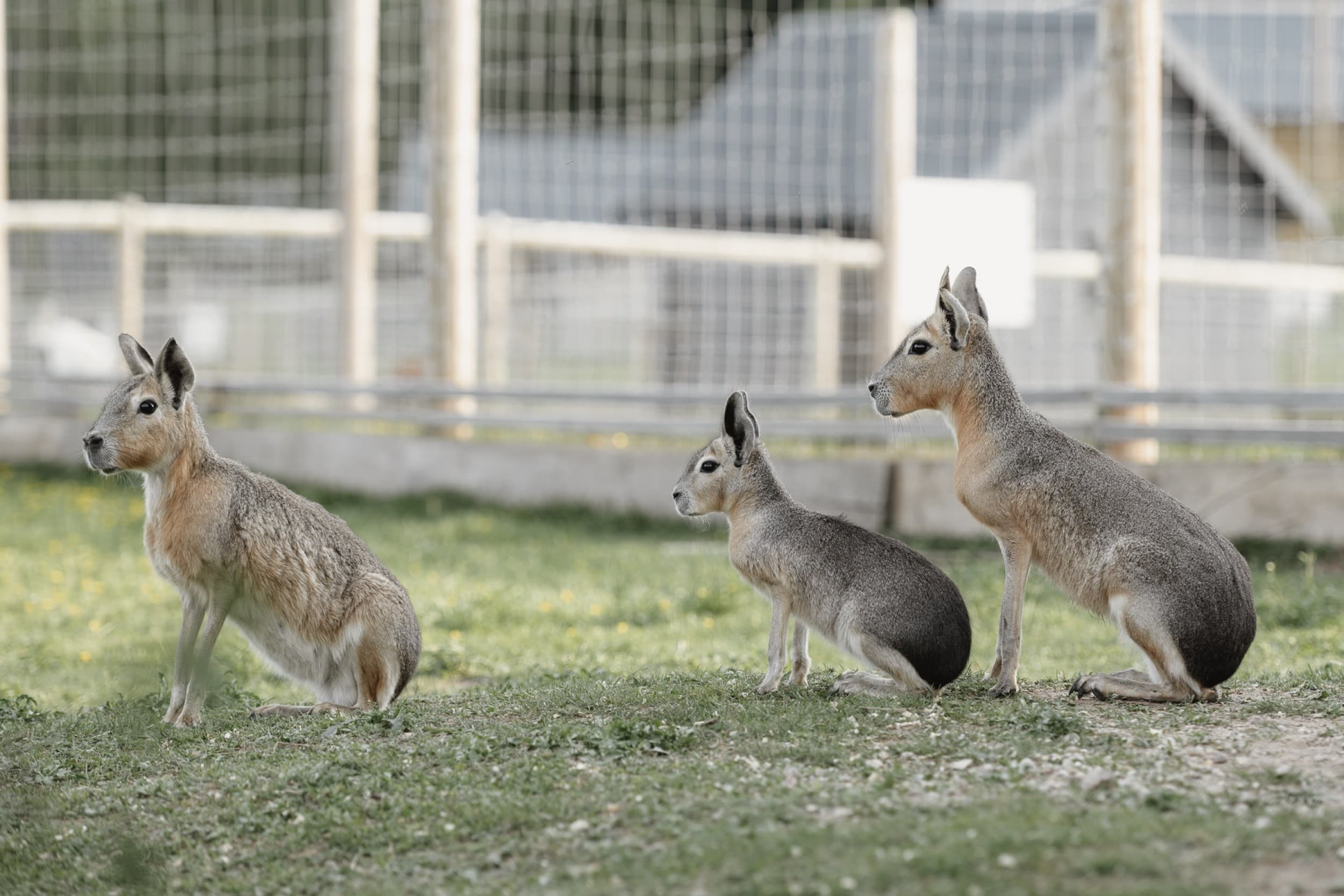 Sigulda ZOO и встреча с лемурами для ребенка (3–17 лет)