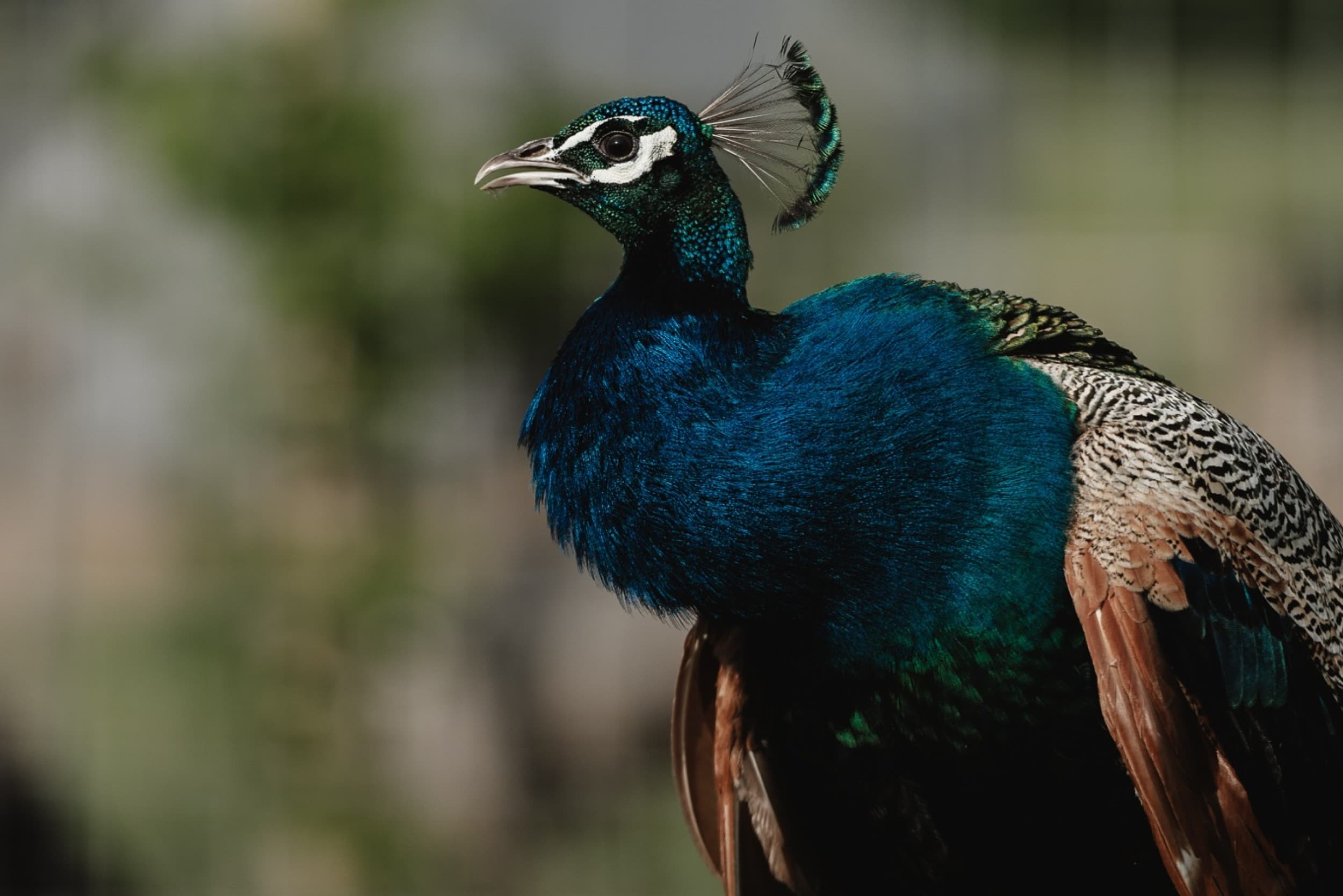Sigulda ZOO apmeklējums ar dzīvnieku barošanu bērnam | Davanu Serviss