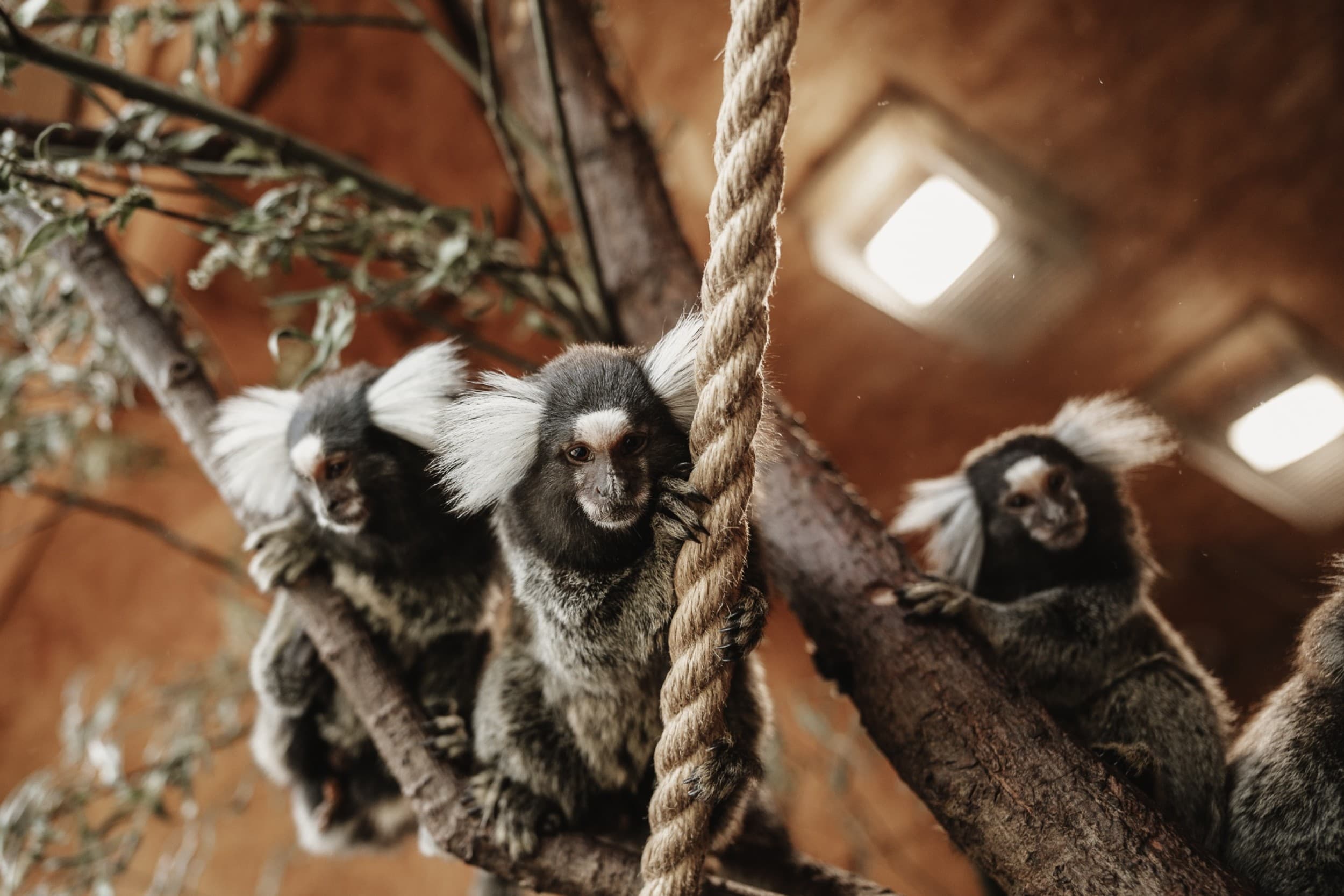 Sigulda ZOO apmeklējums ar dzīvnieku barošanu bērnam | Davanu Serviss