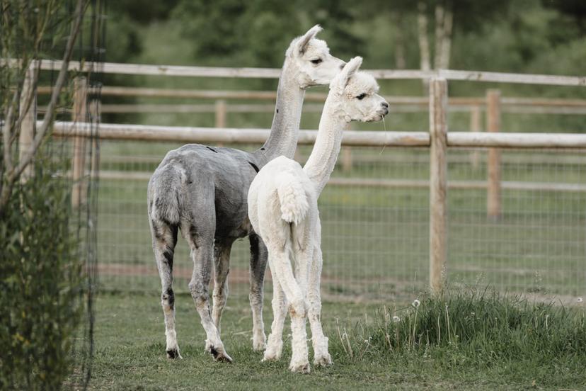 "SIGULDA ZOO" ar dzīvnieku barošanu bērnam