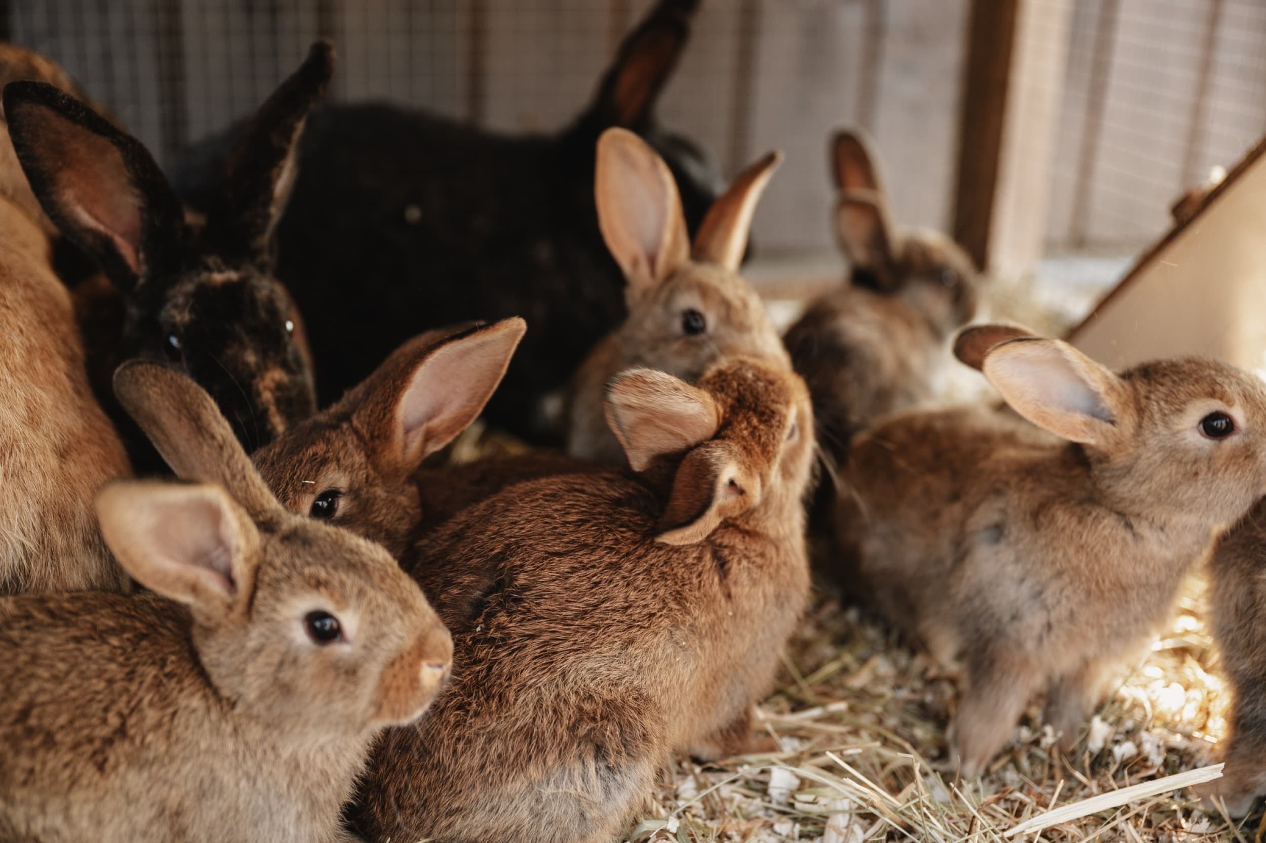 Sigulda ZOO apmeklējums ar dzīvnieku barošanu bērnam | Davanu Serviss