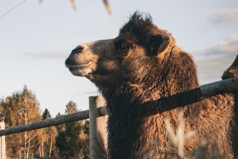 "SIGULDA ZOO" apmeklējums ģimenei