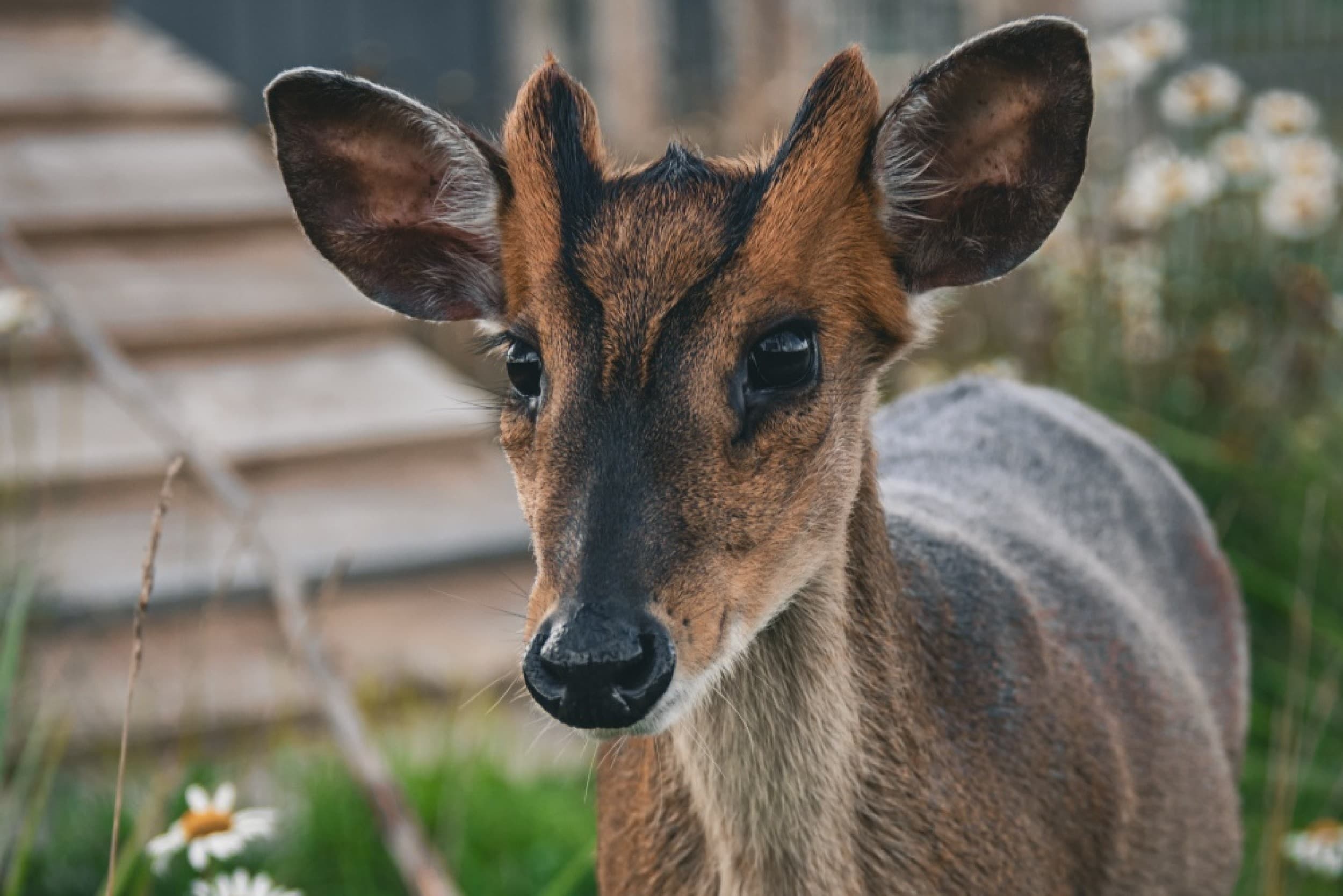 Посещение Sigulda ZOO – семейный отдых для 3 человек