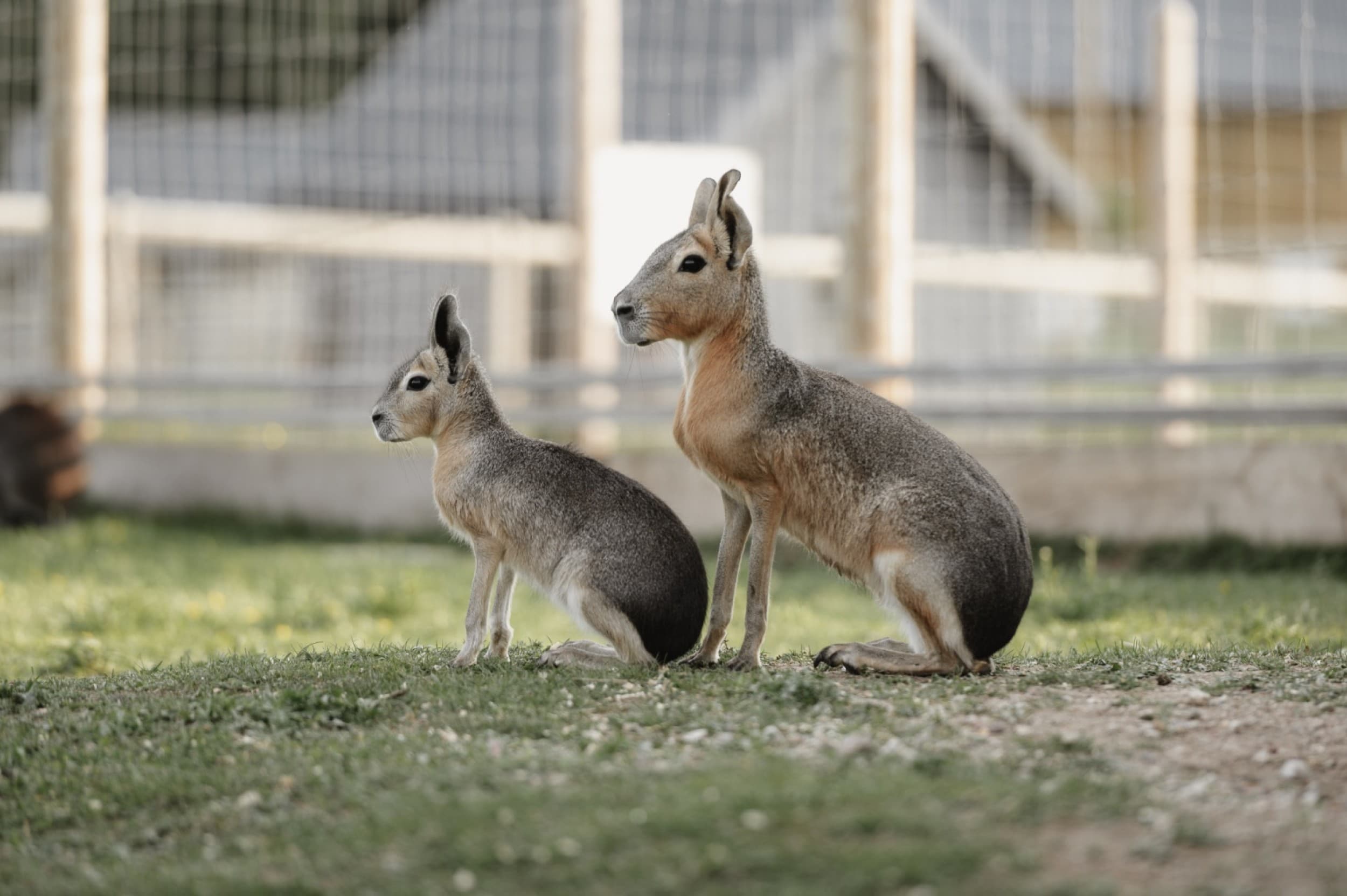 Посещение Sigulda ZOO – семейный отдых для 3 человек