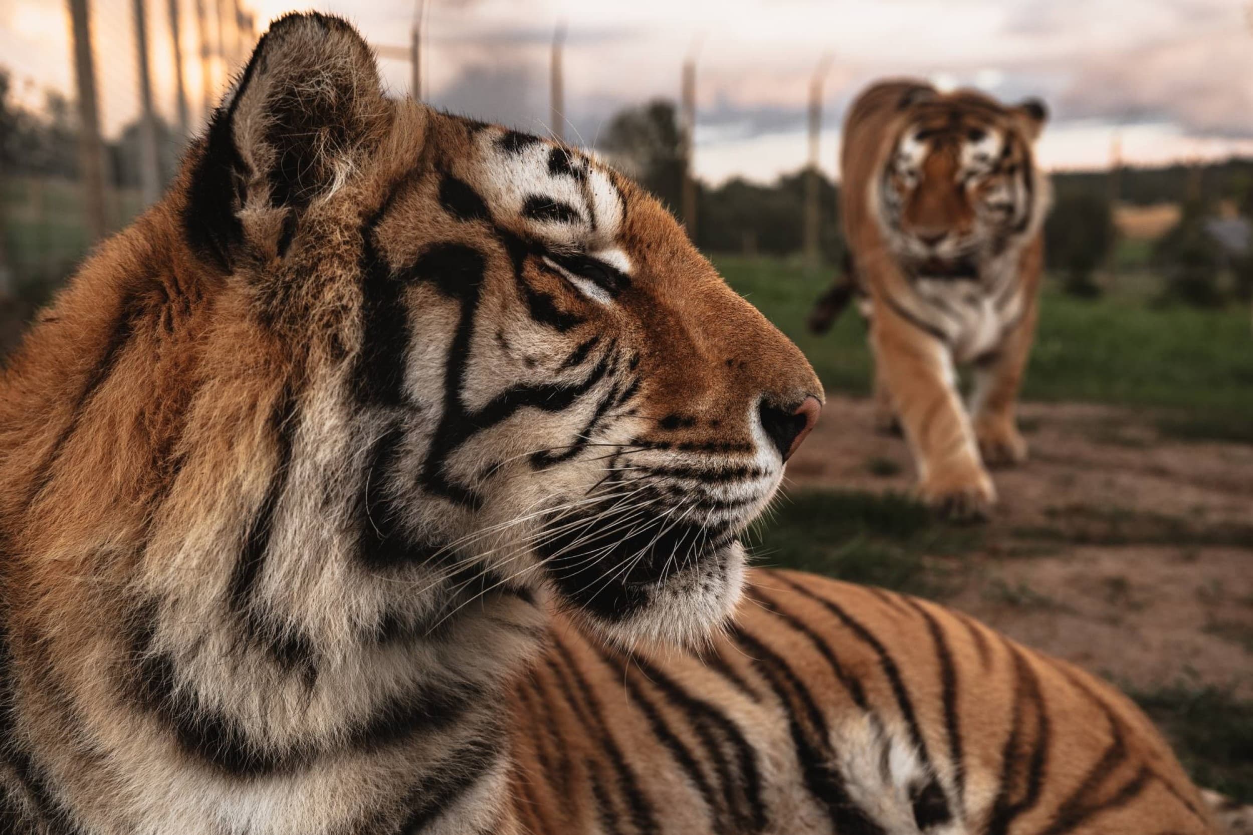 Sigulda ZOO apmeklējums – atpūta dabā 3 personu ģimenei