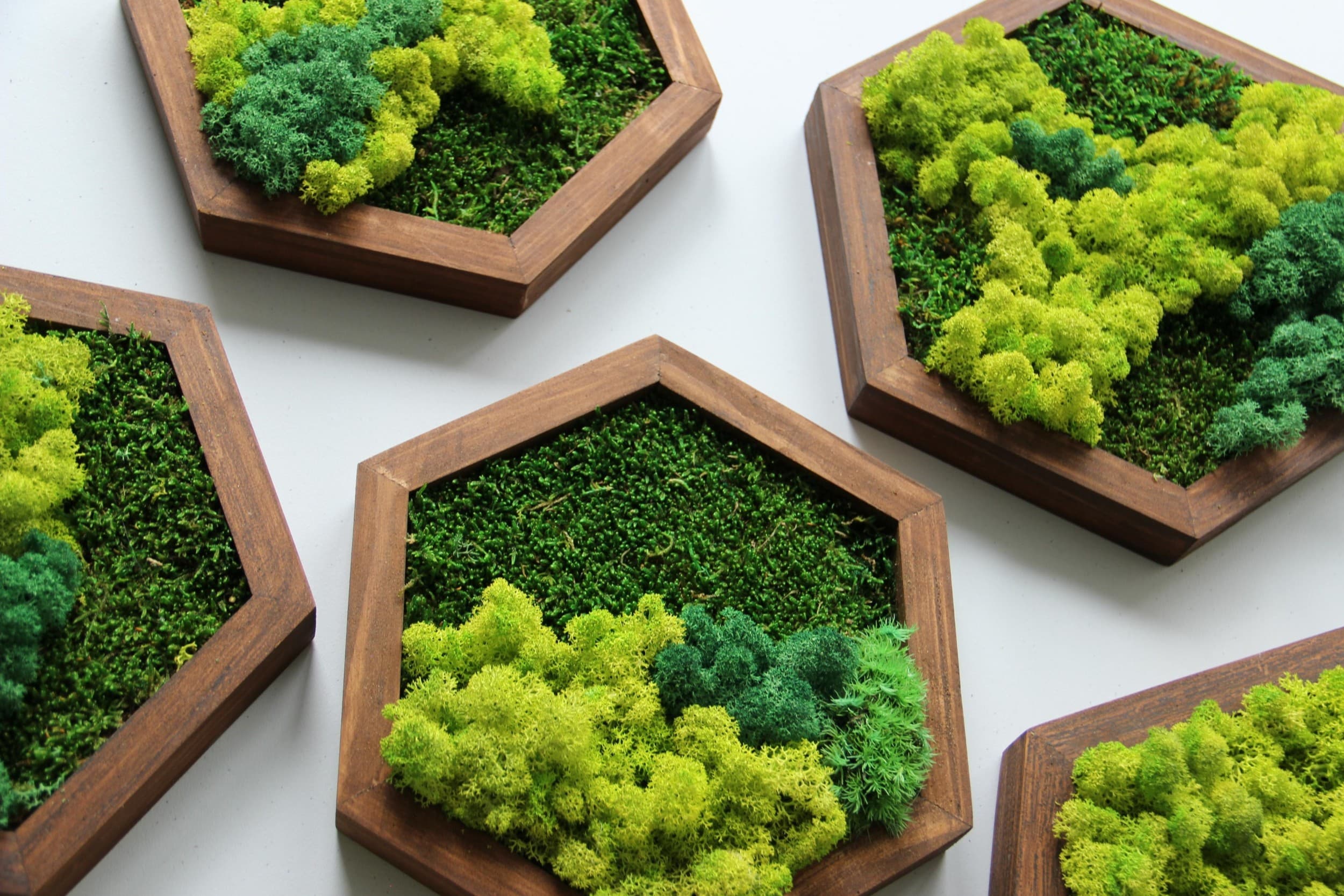 "Moss Art Studio" dāvanu karte