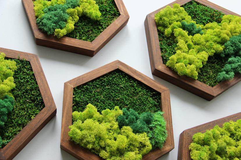 "Moss Art Studio" eko mākslas meistarklase: sūnu gleznas šūnās