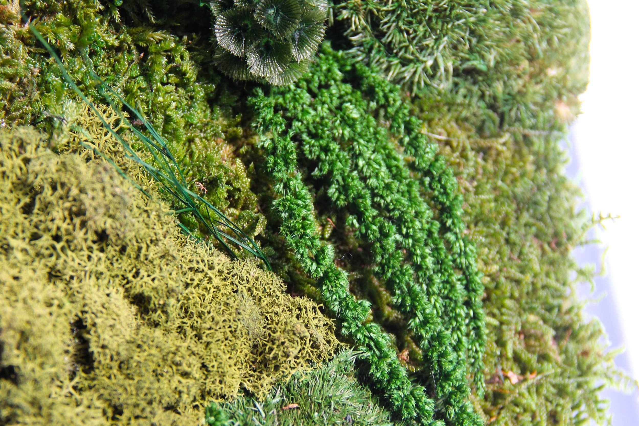 Spoguļa dekorēšanas meistarklase ar sūnām no "Moss Art Studio" (d-60cm)