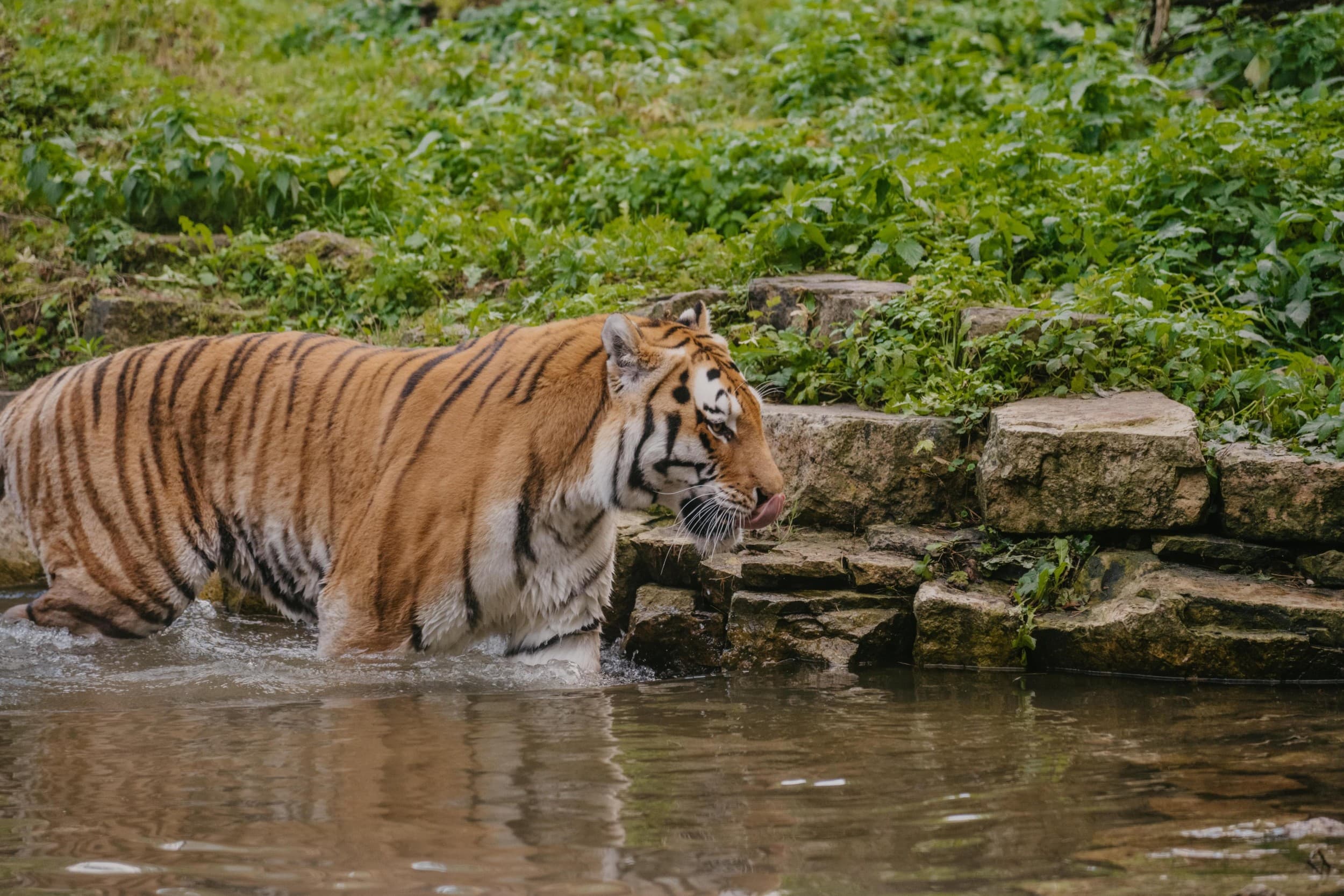 Экскурсия «По следам знаменитостей Rīga ZOO» для ГРУППЫ до 20 чел.