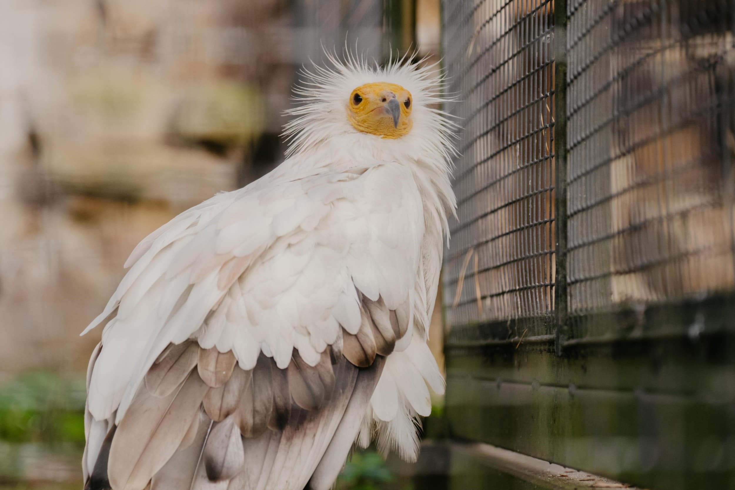 Экскурсия «По следам знаменитостей Rīga ZOO» для ГРУППЫ до 20 чел.