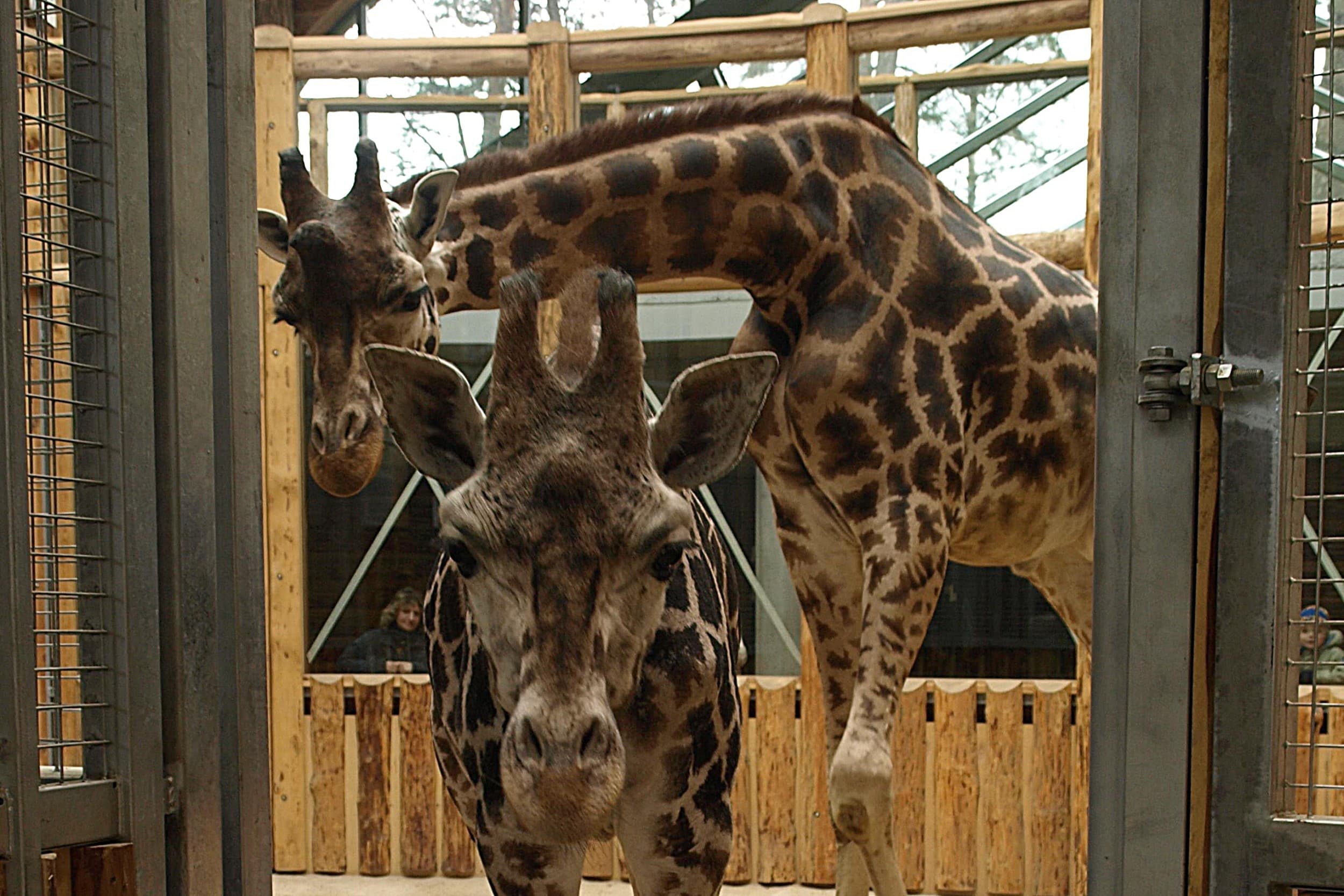 Экскурсия «По следам знаменитостей Rīga ZOO» для ГРУППЫ до 20 чел.